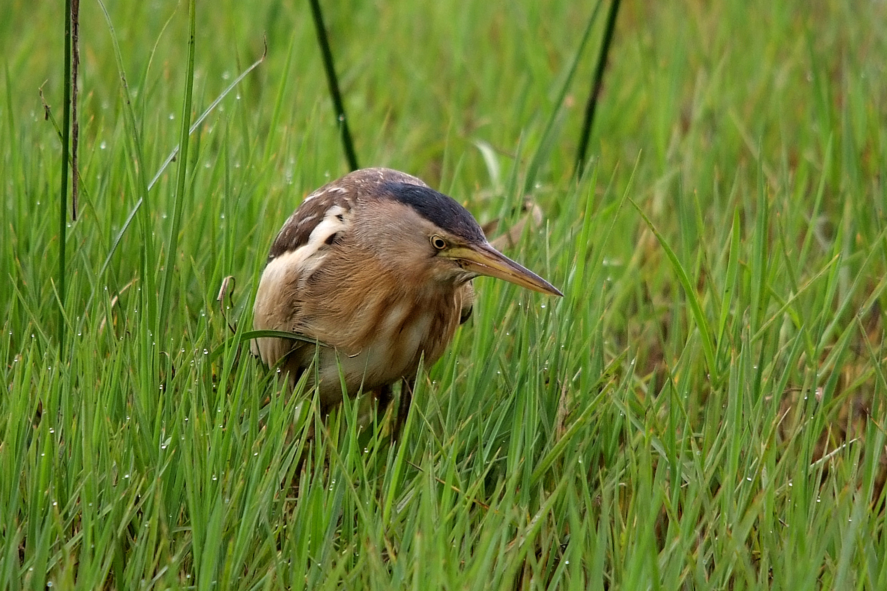 Tarabusino di Sicilia
