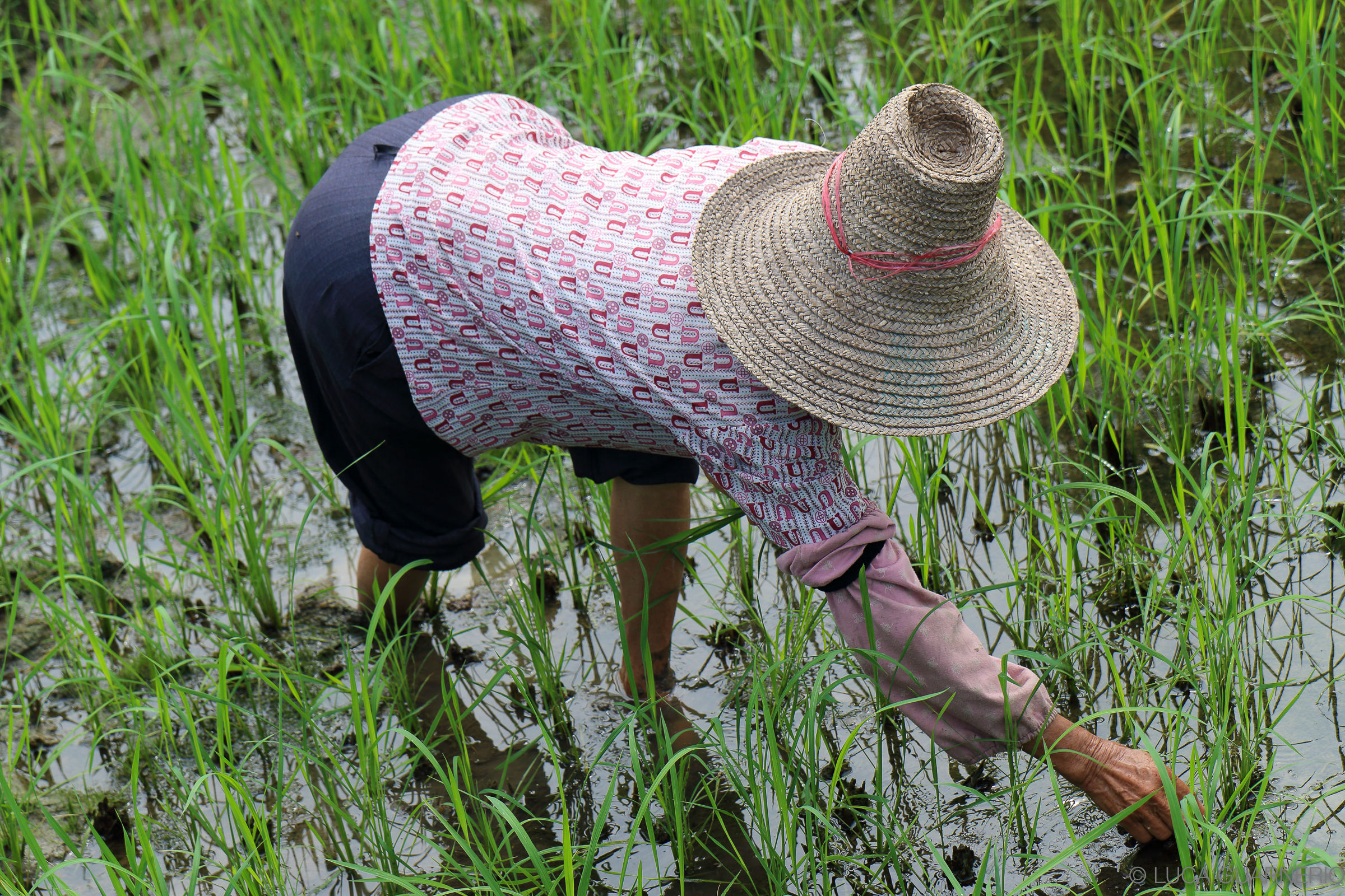 donna in risaia cina