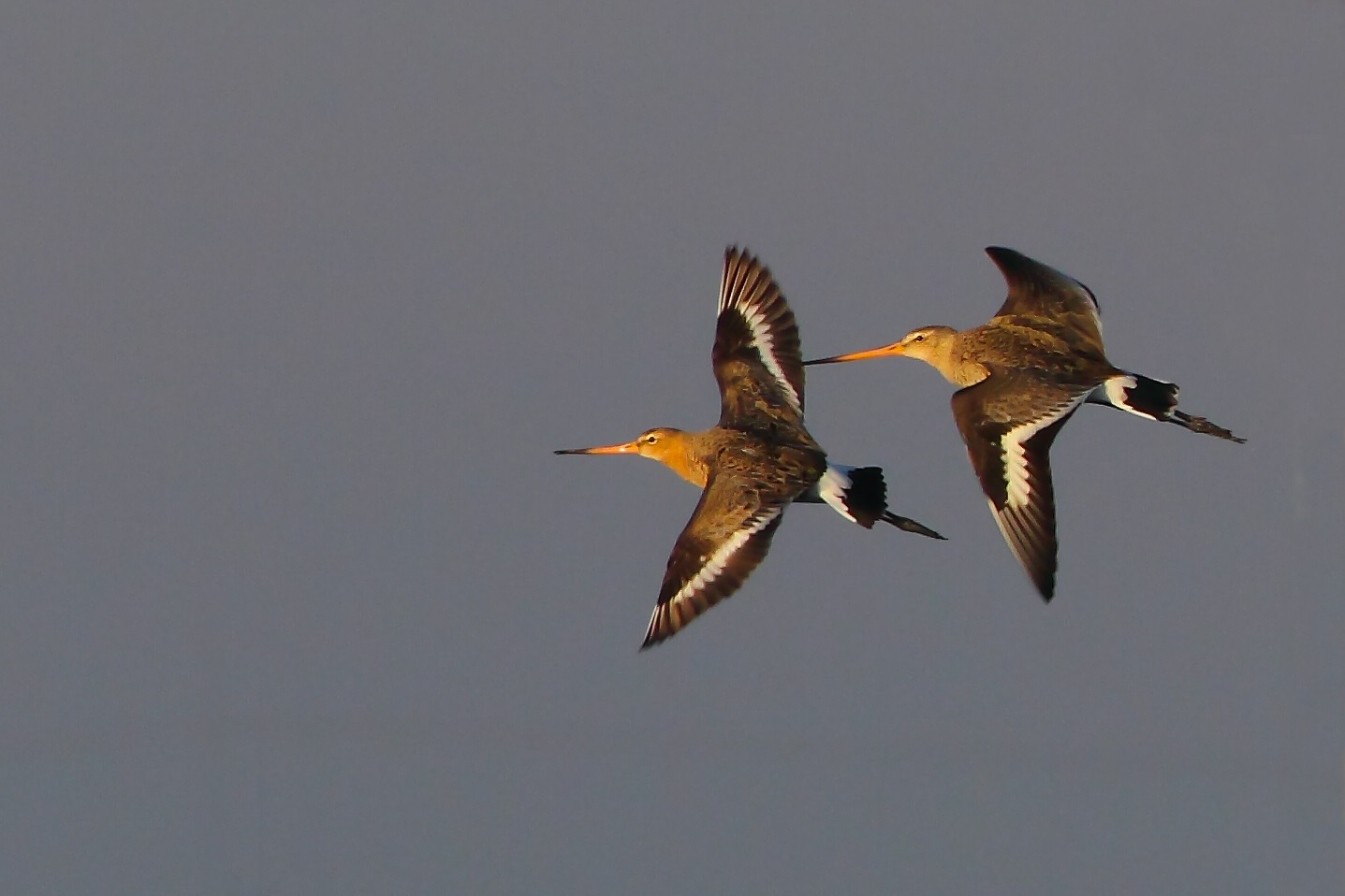 Godwits
