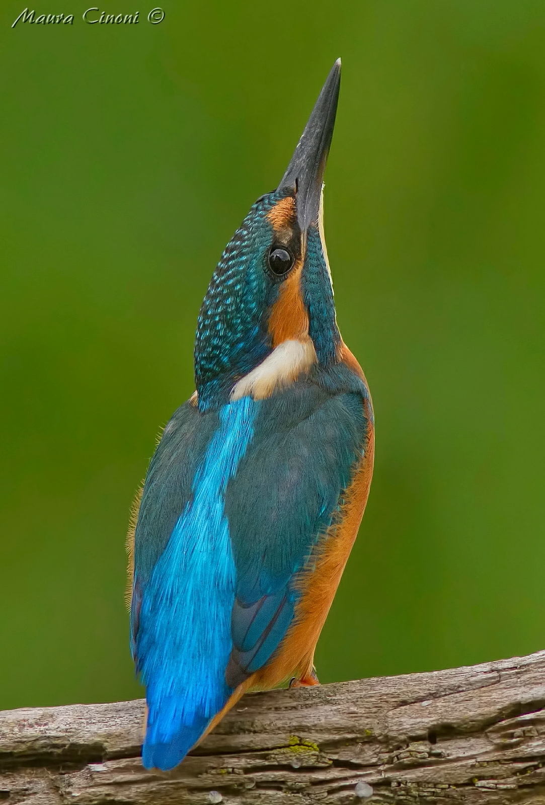 Kingfisher