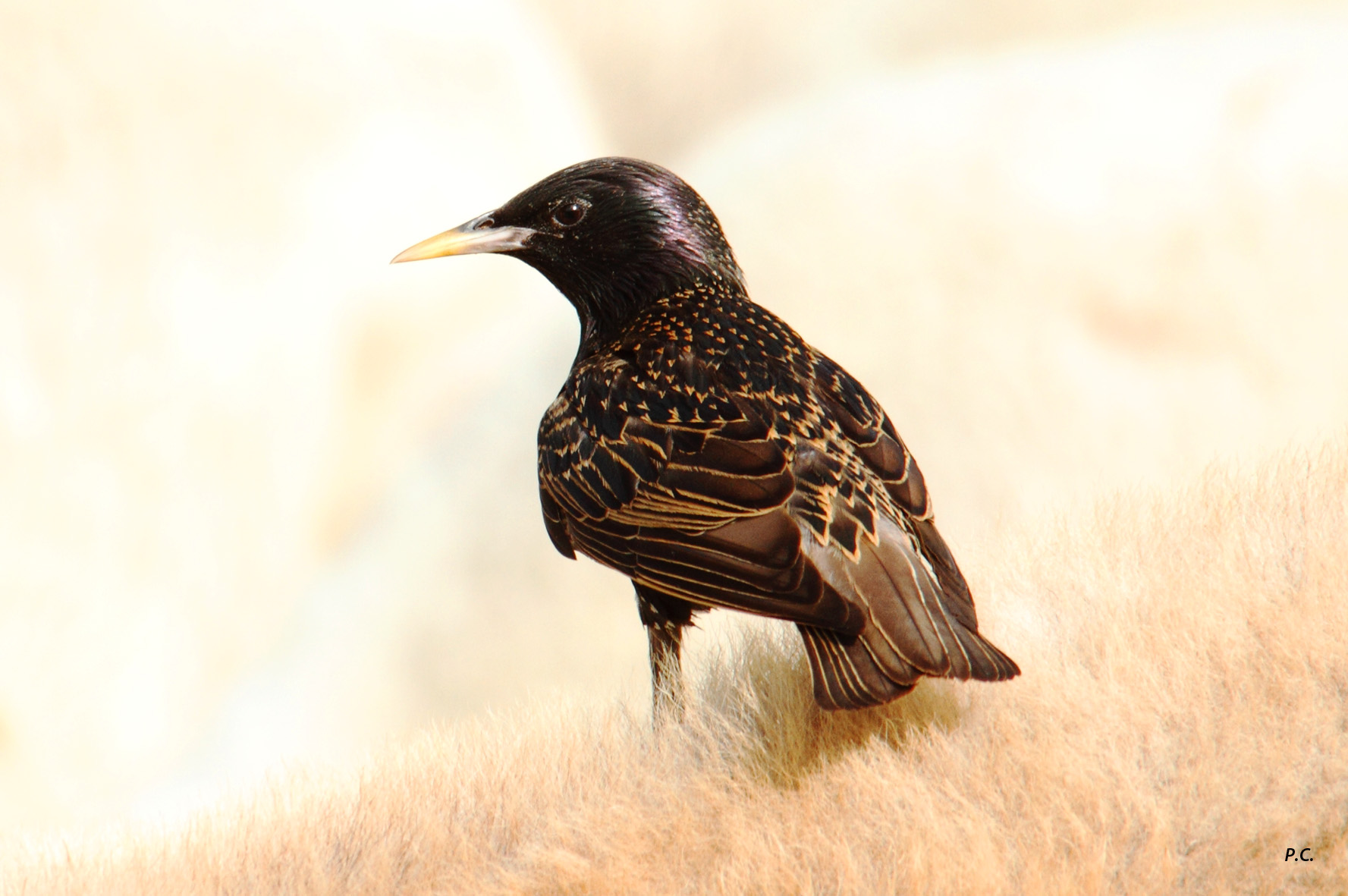 Sulle colline di lana