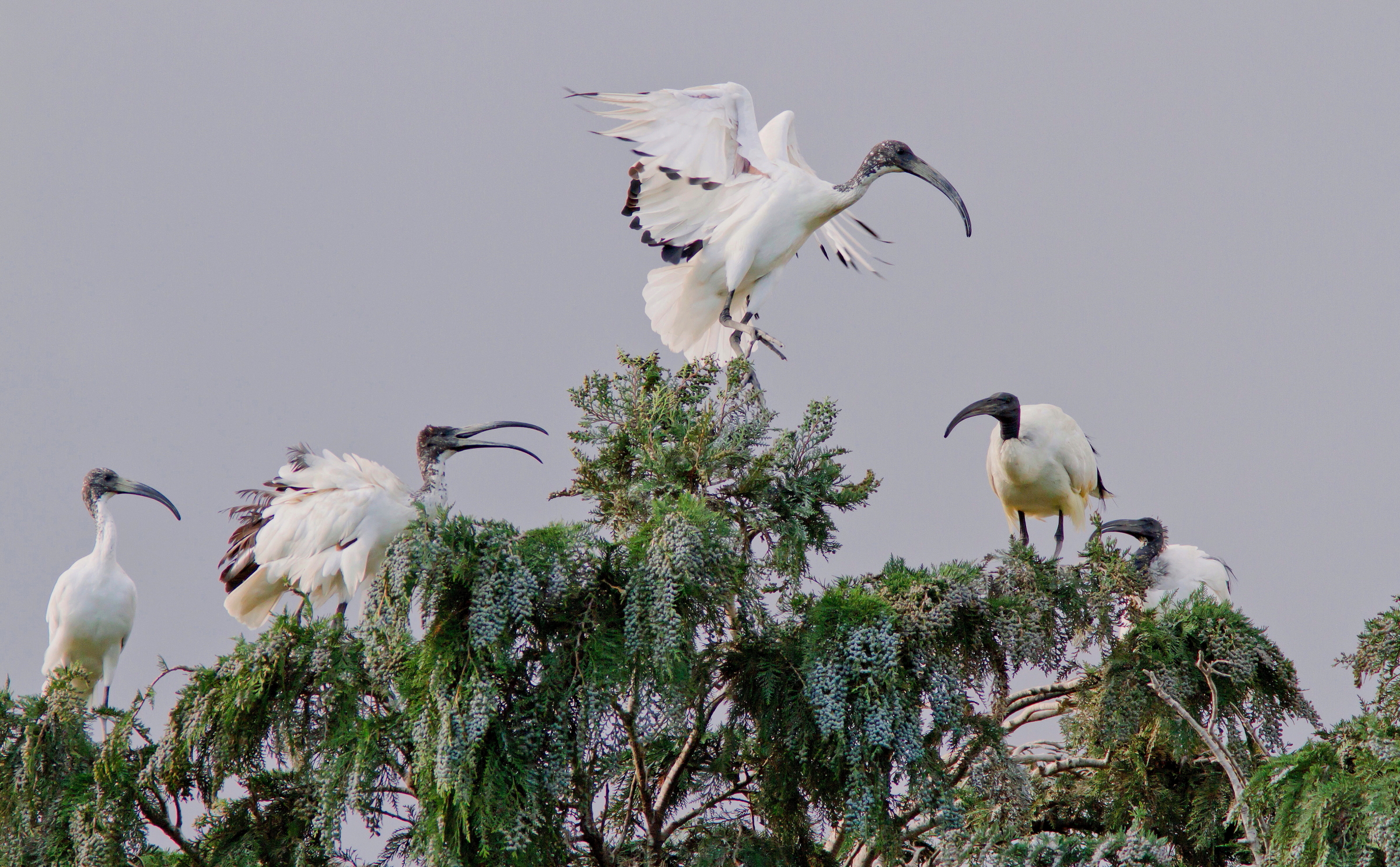 Ibis Sacro.La Piramide