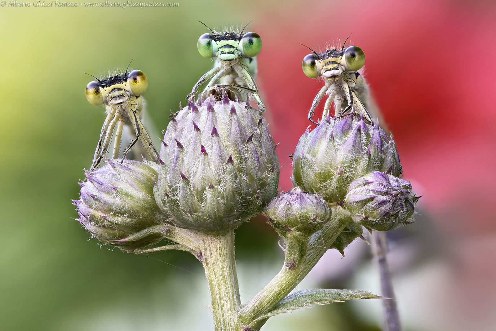 Tre piccole grandi amiche