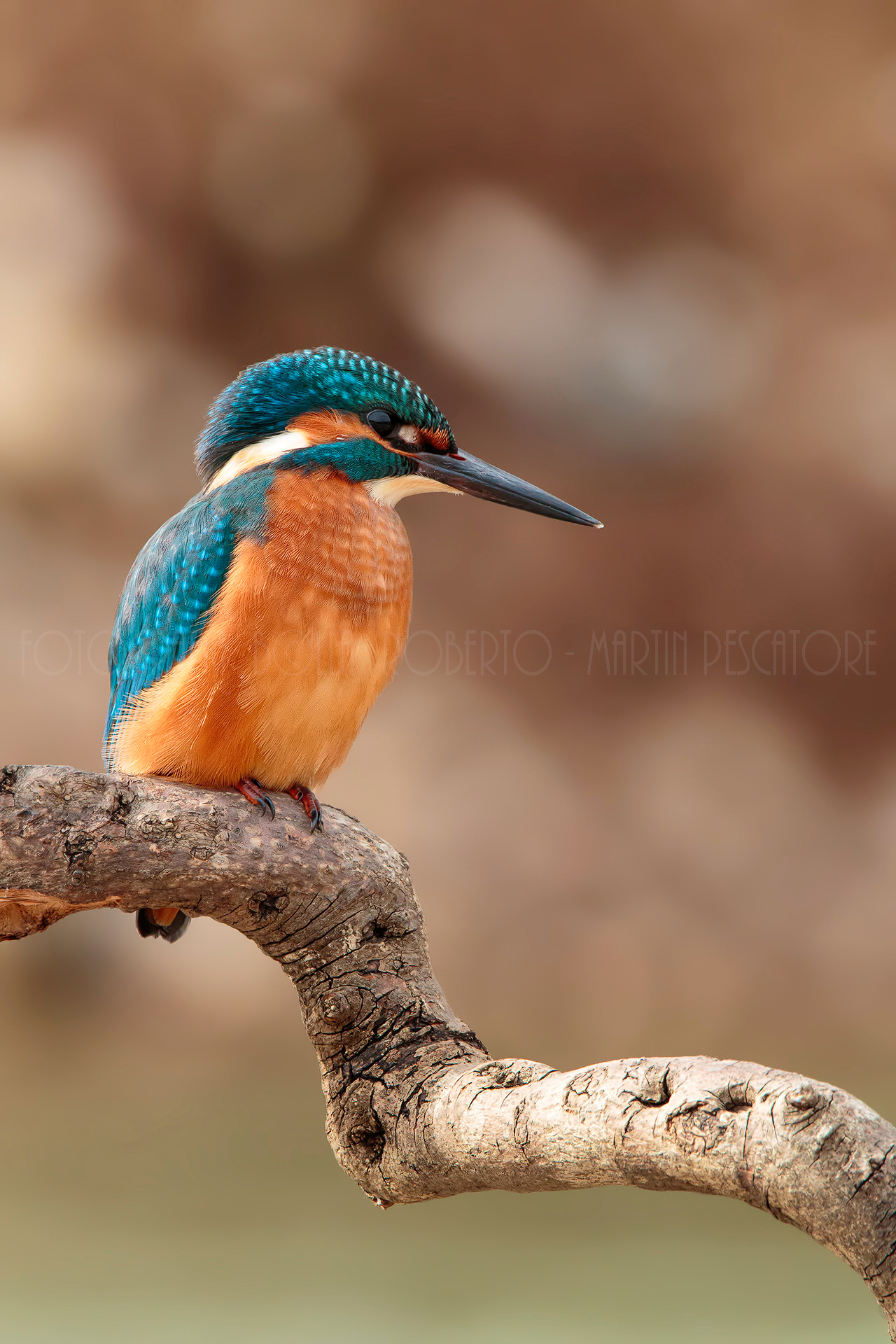 Kingfisher 2