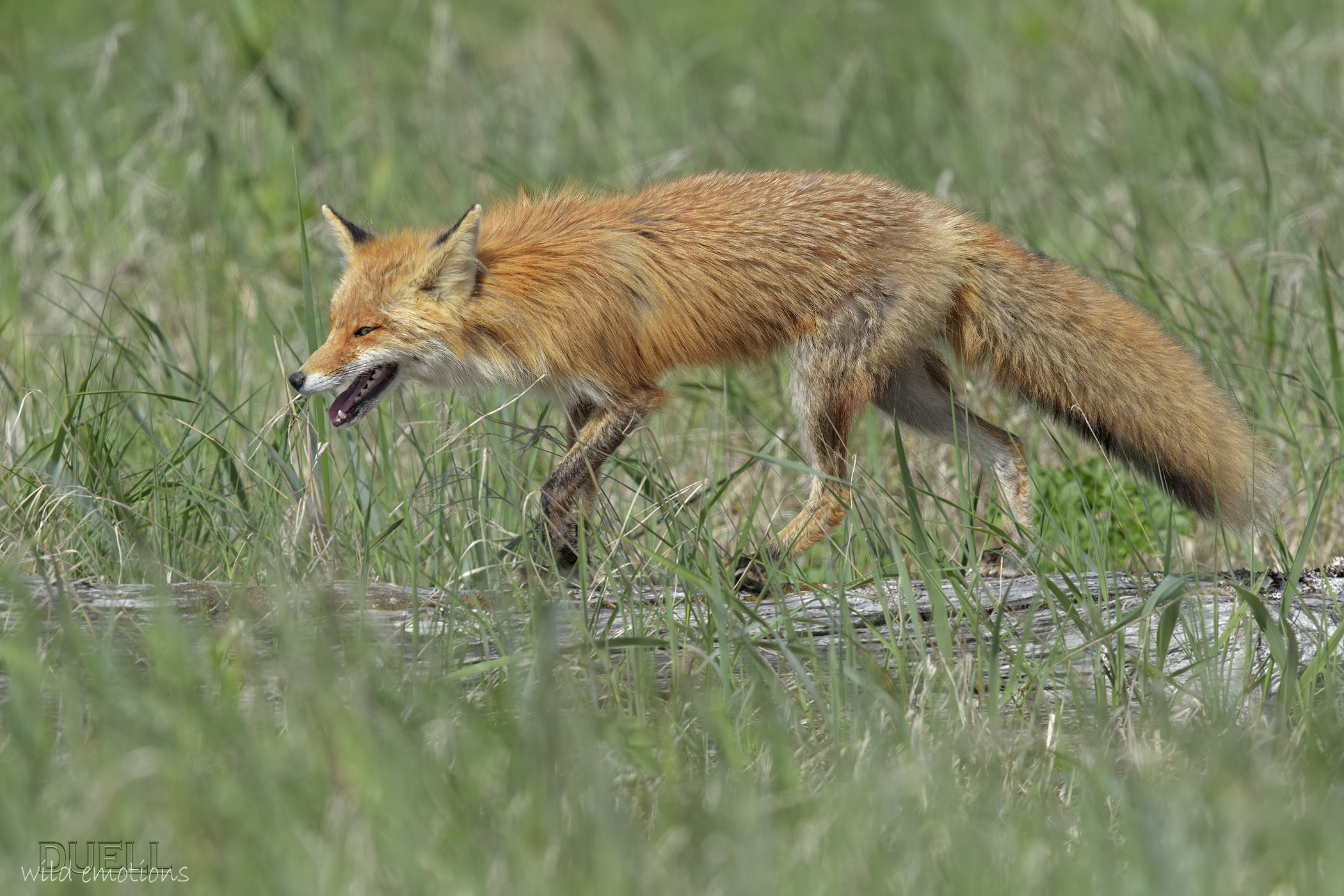 Katmai red fox