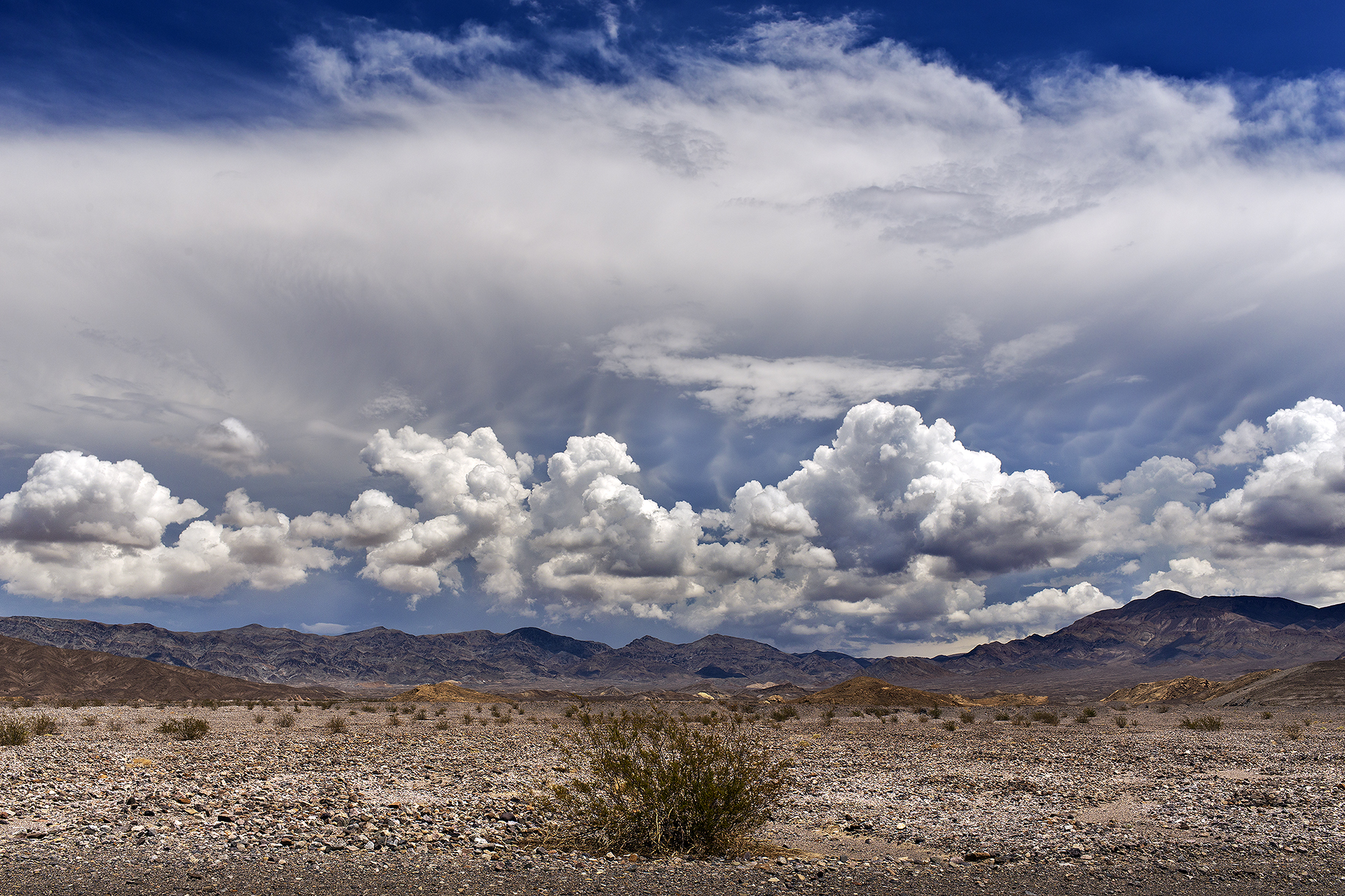 Il cespuglio sotto il cielo