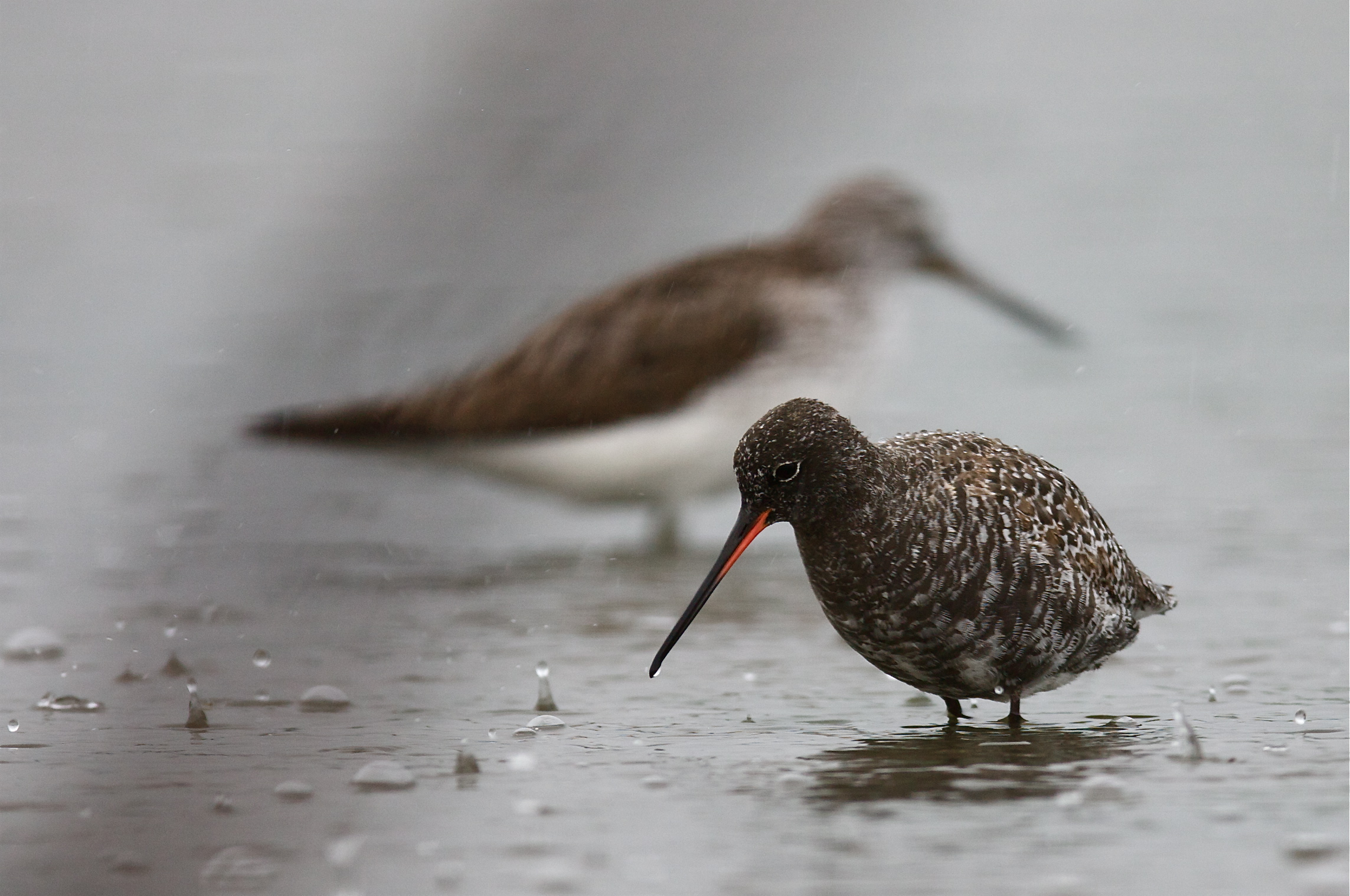 Il cielo è grigio, Sono  di umore nero...basta pioggi...