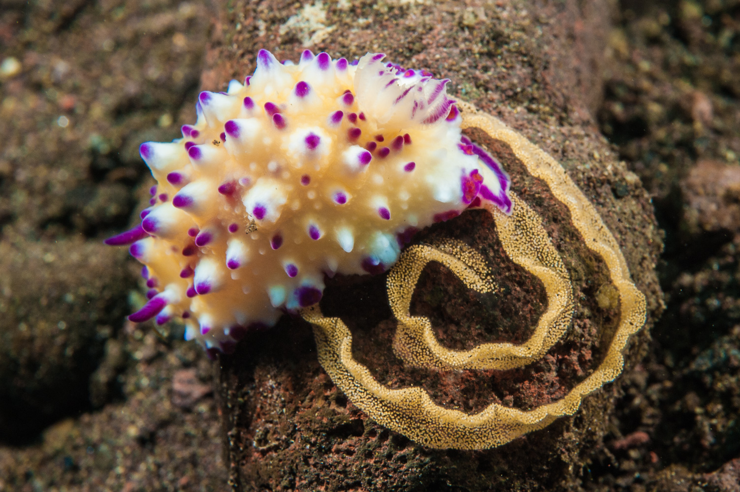 mexicromis multituberculata