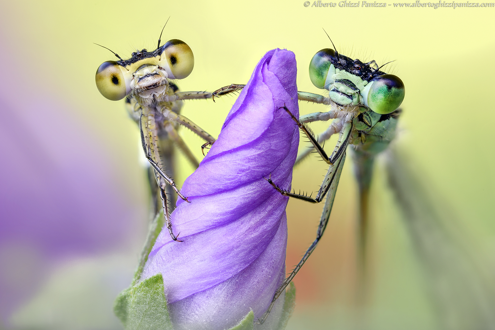 Aggrappate al nostro fiore