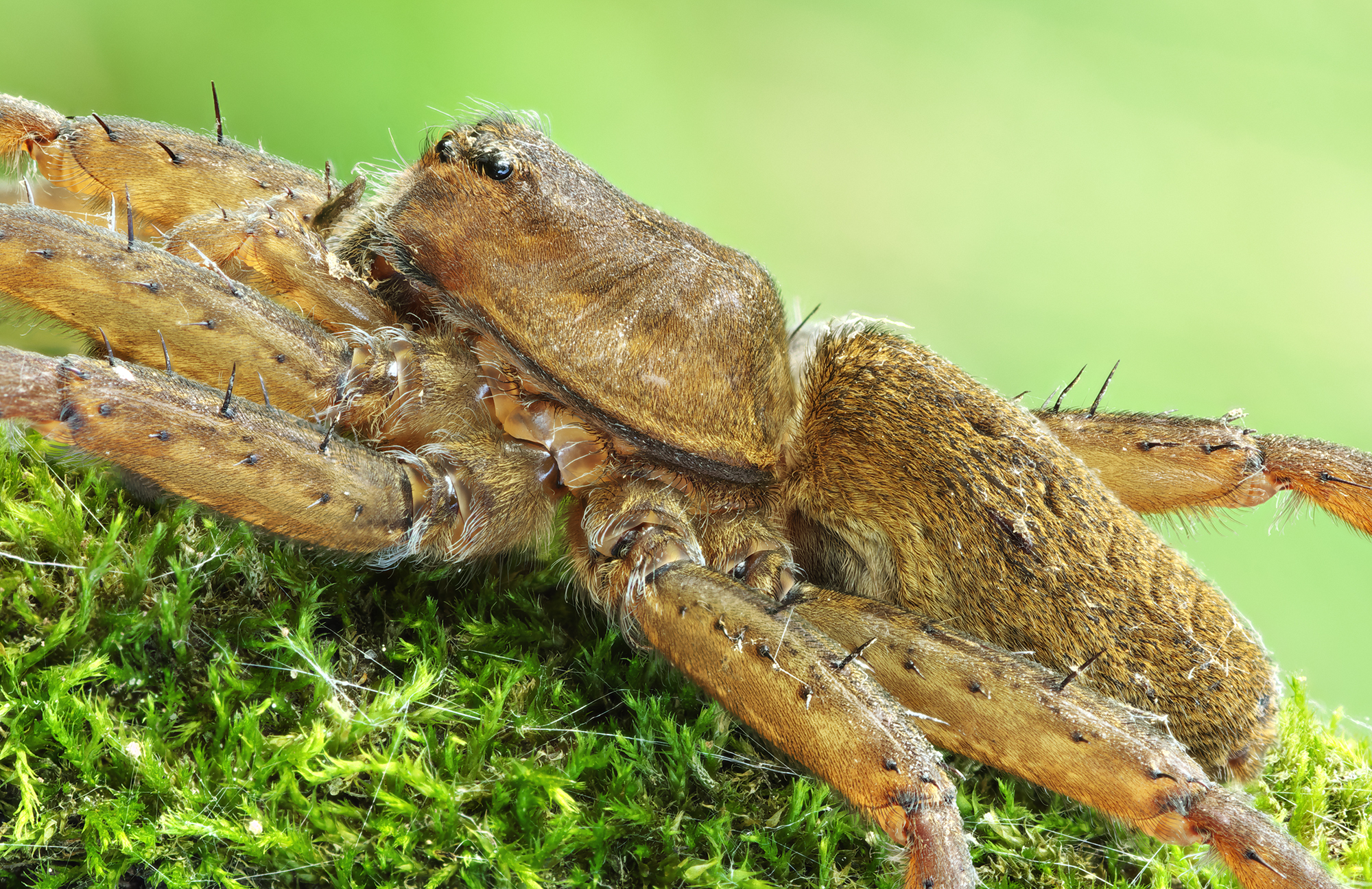 Dolomedes plantarius