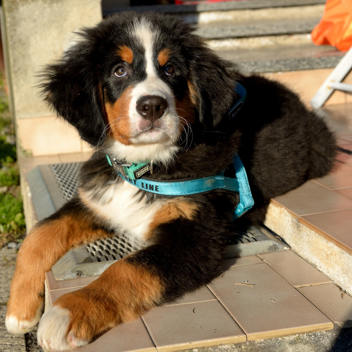 Small Bernese