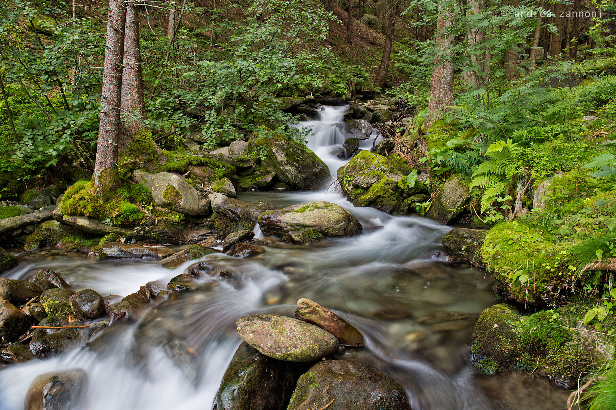 The enchanted forest