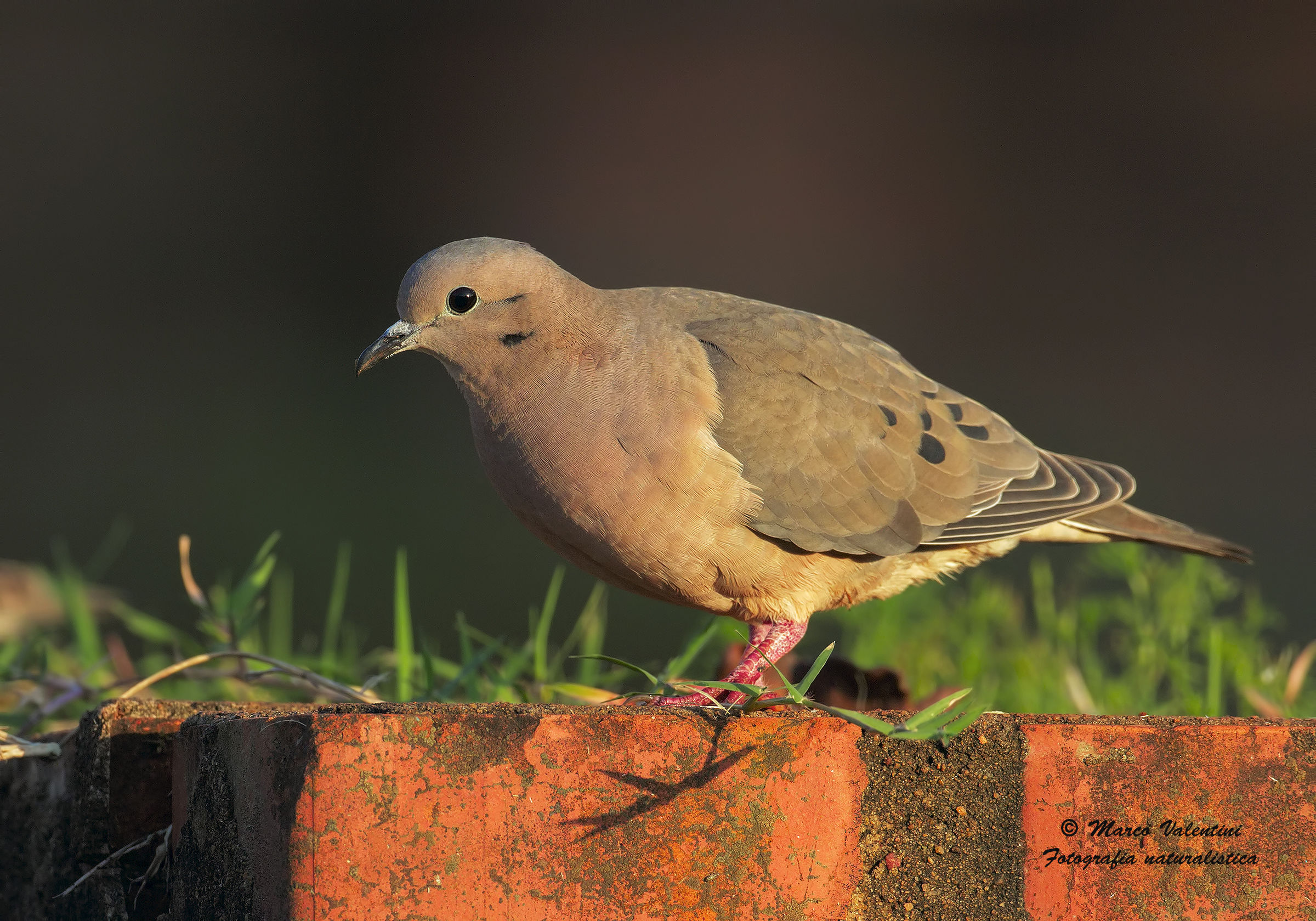 The plumage of the dove