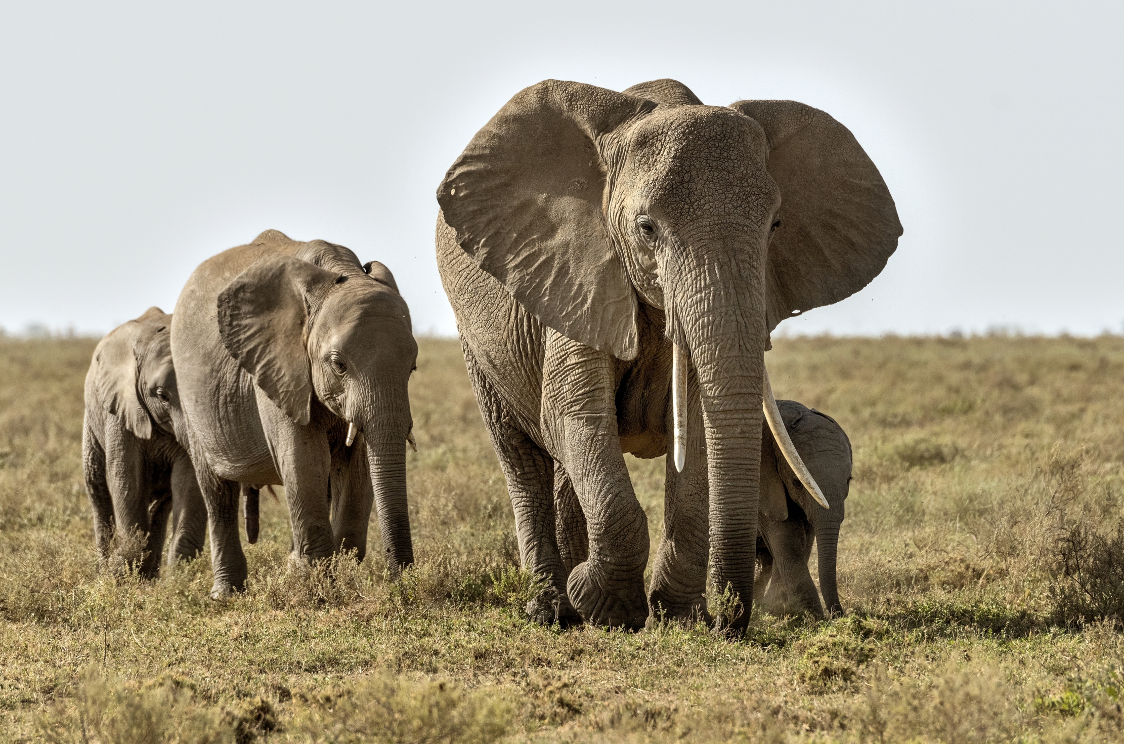 Tanzania 2015 - Elefanti