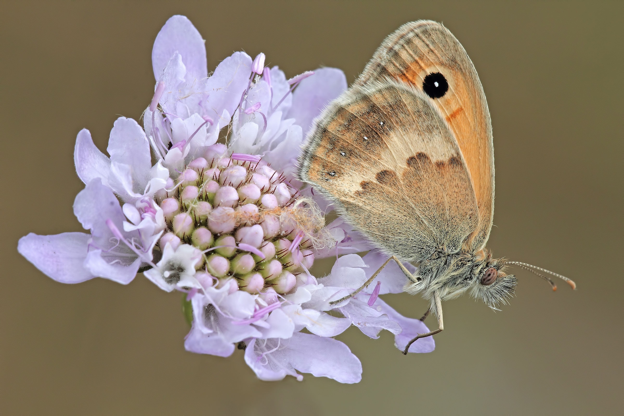 Un fiore....una farfalla !