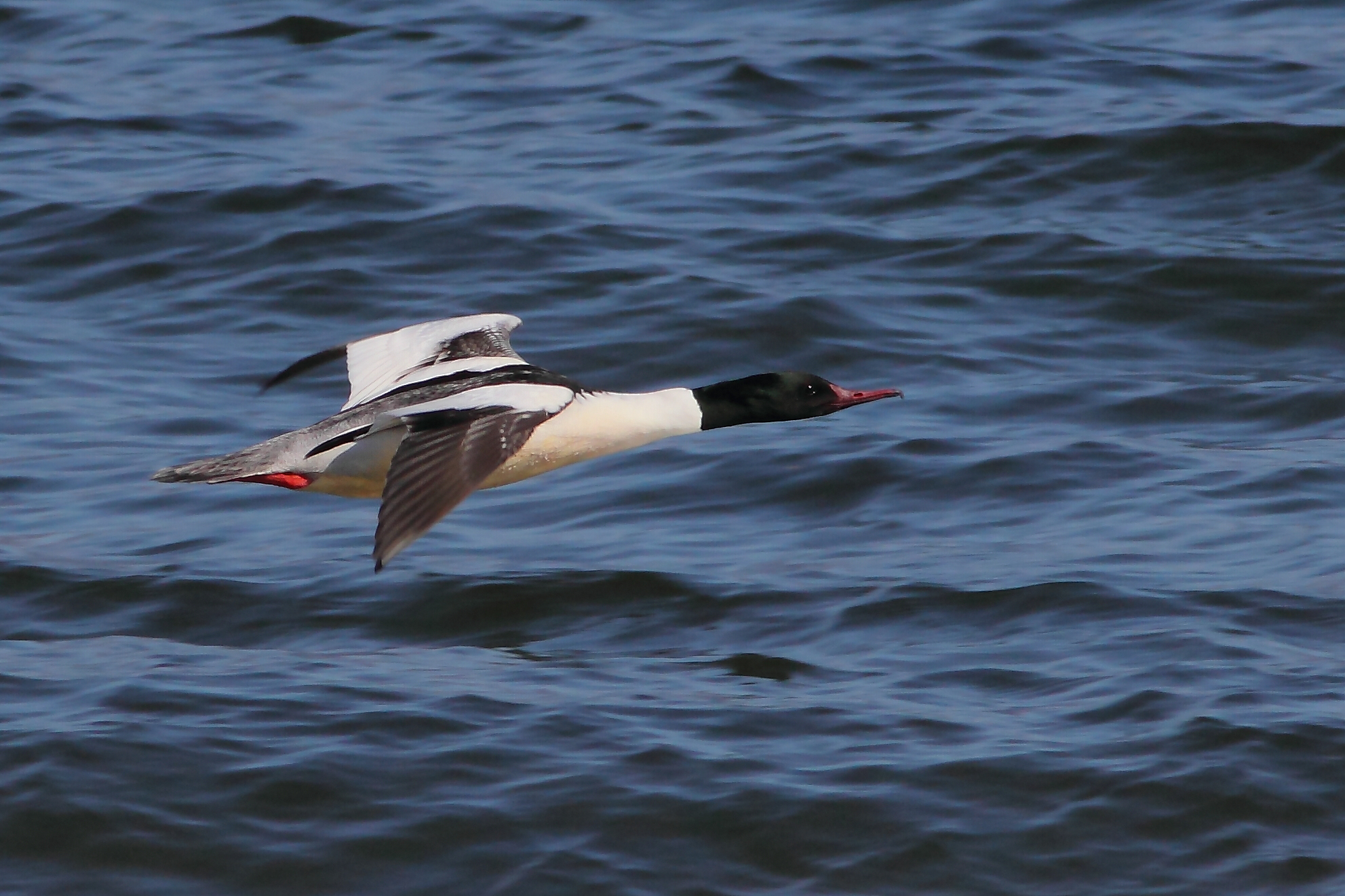 Merganser
