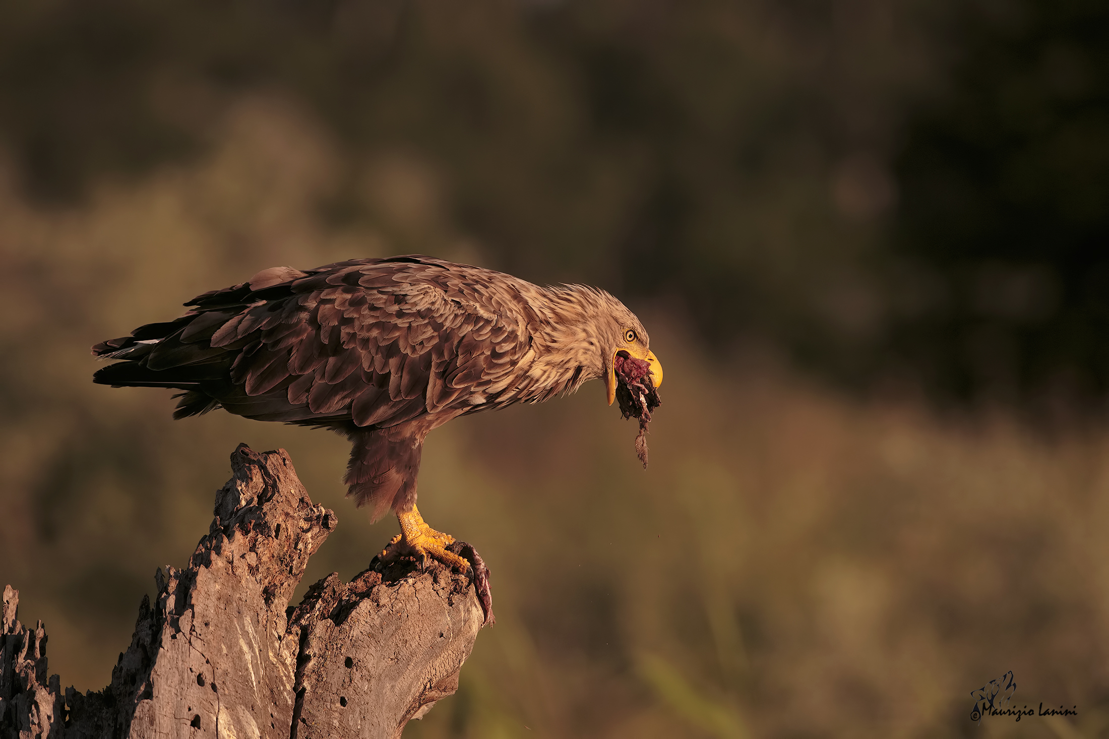A bocca piena ( solo HD)