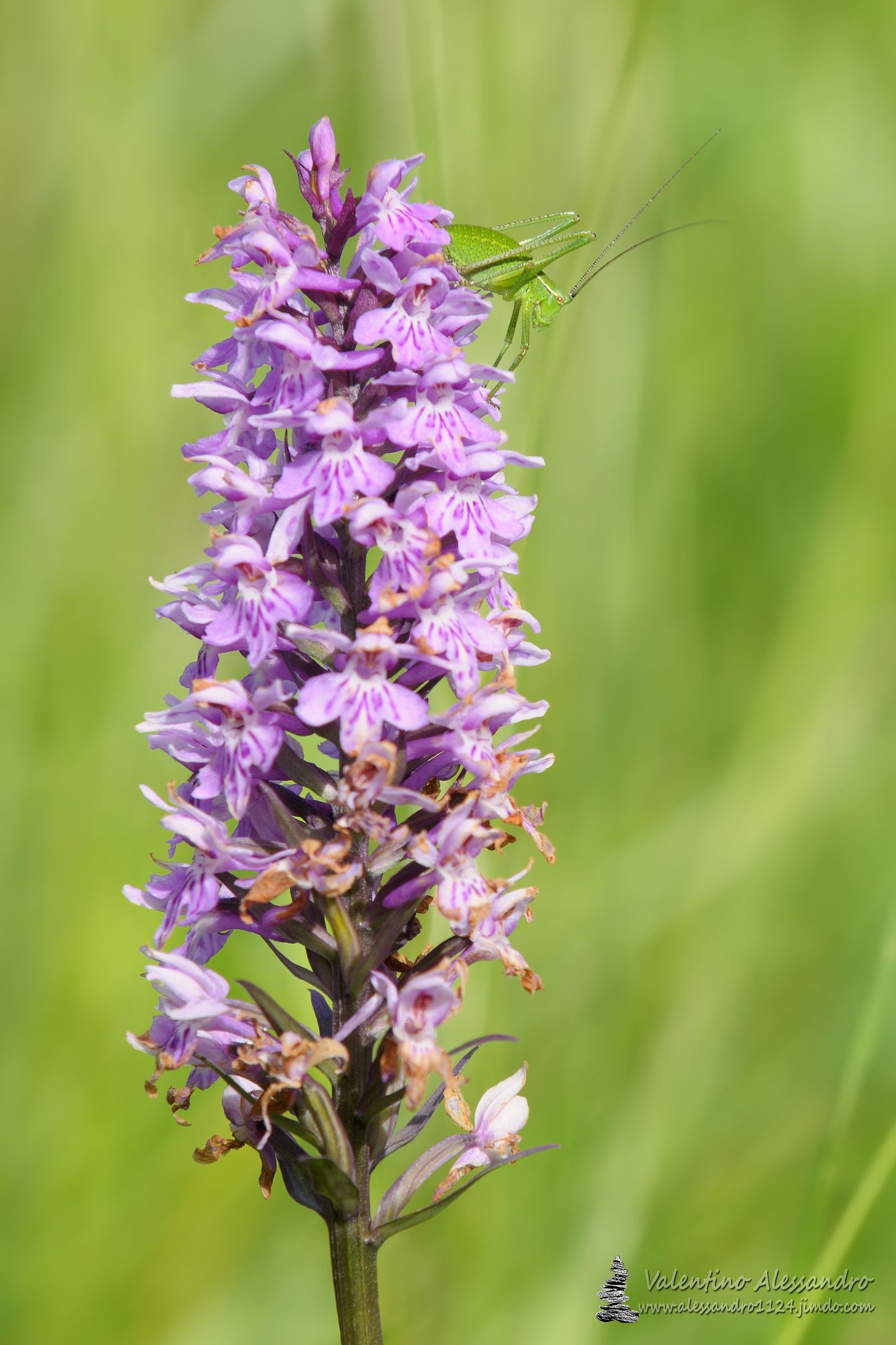 La bella e la bestia