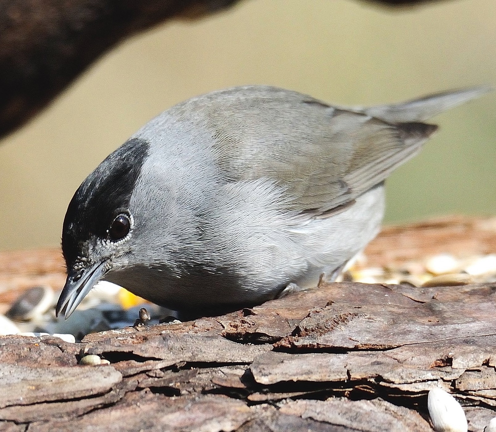 Eurasian Blackcap
