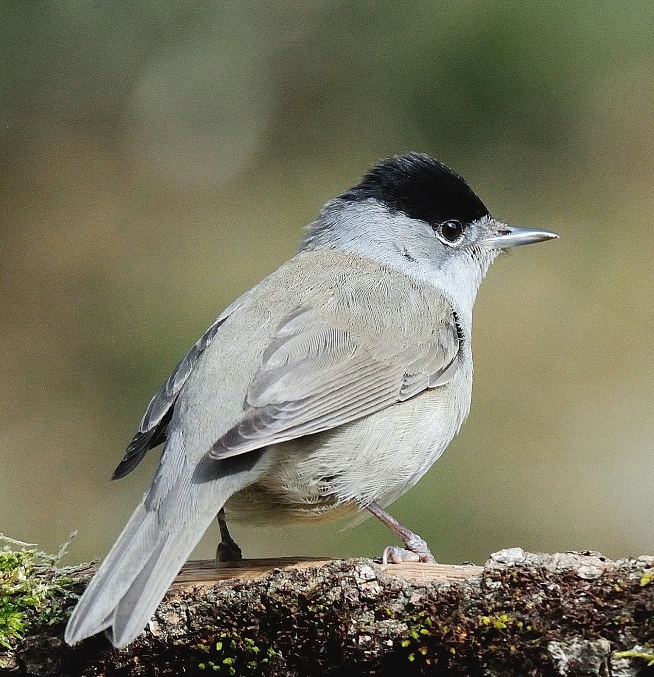 Eurasian Blackcap
