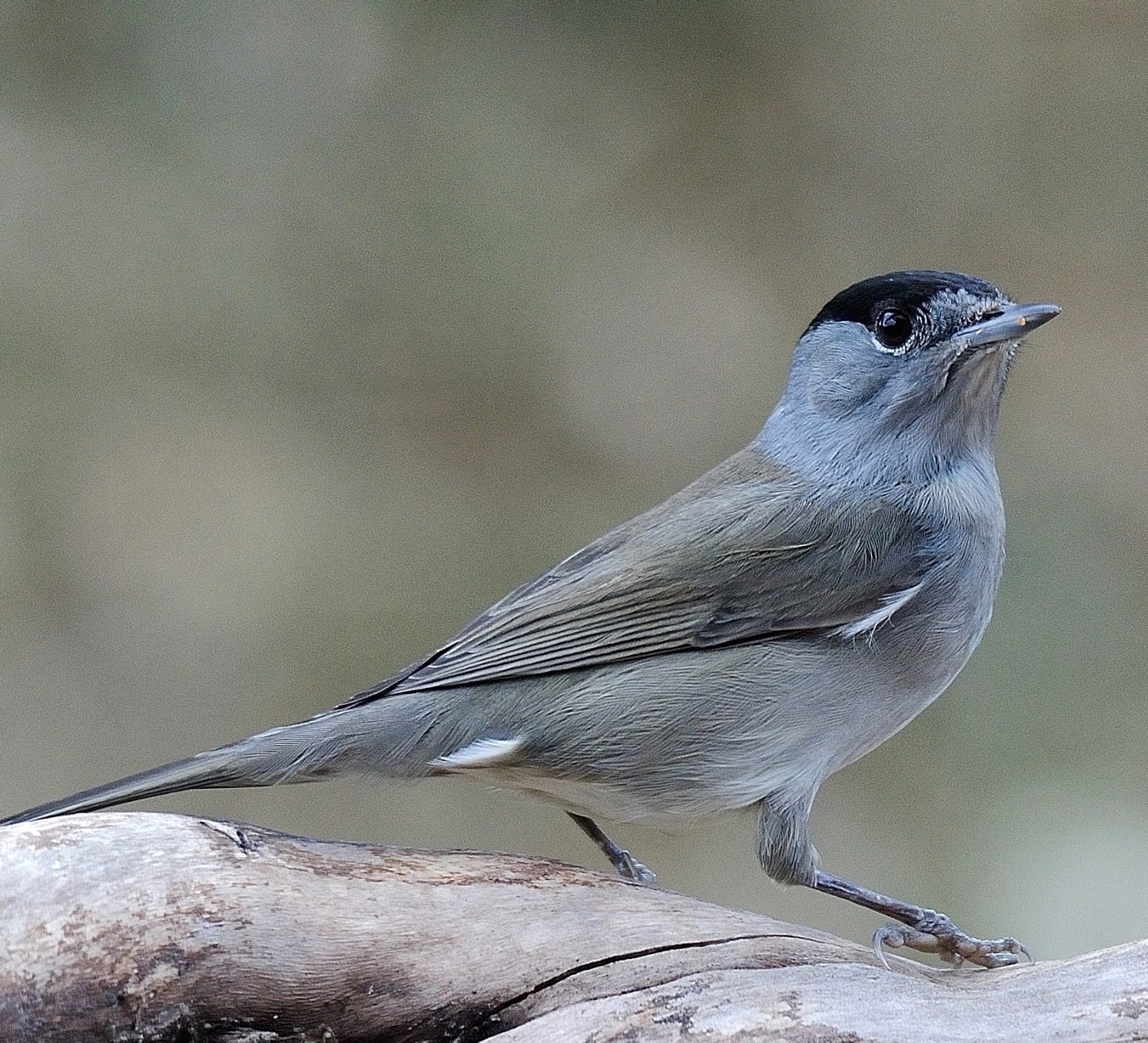Eurasian Blackcap