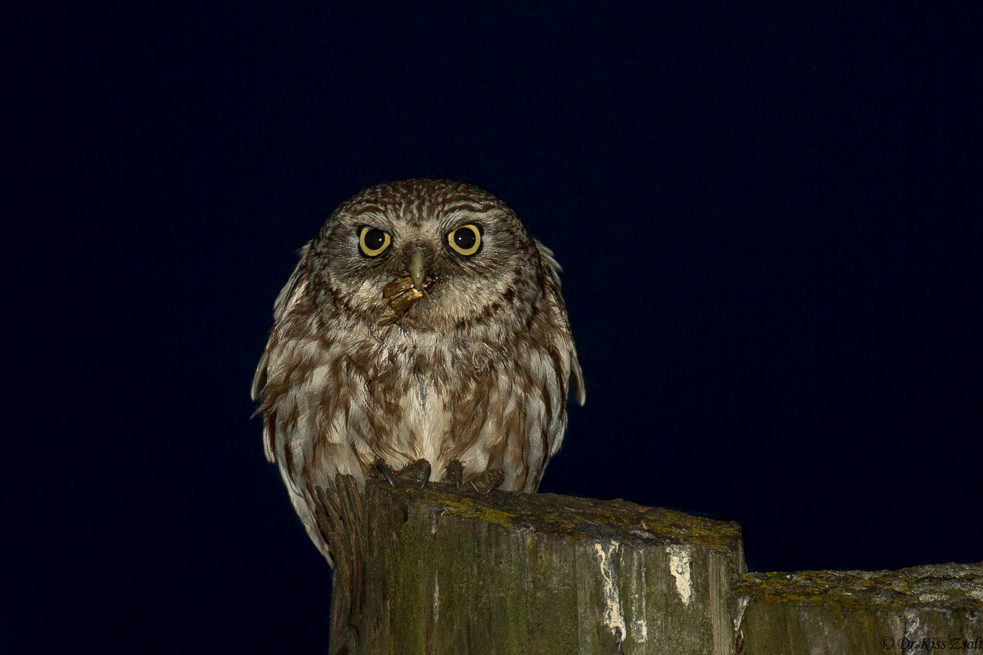 Piccolo gufo cattura di un maggiolino
