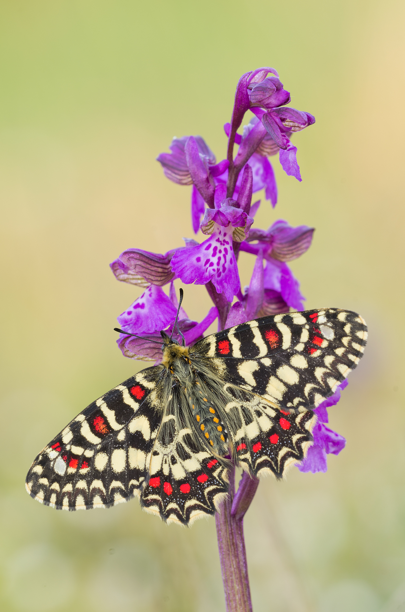 Zerynthia su orchidea