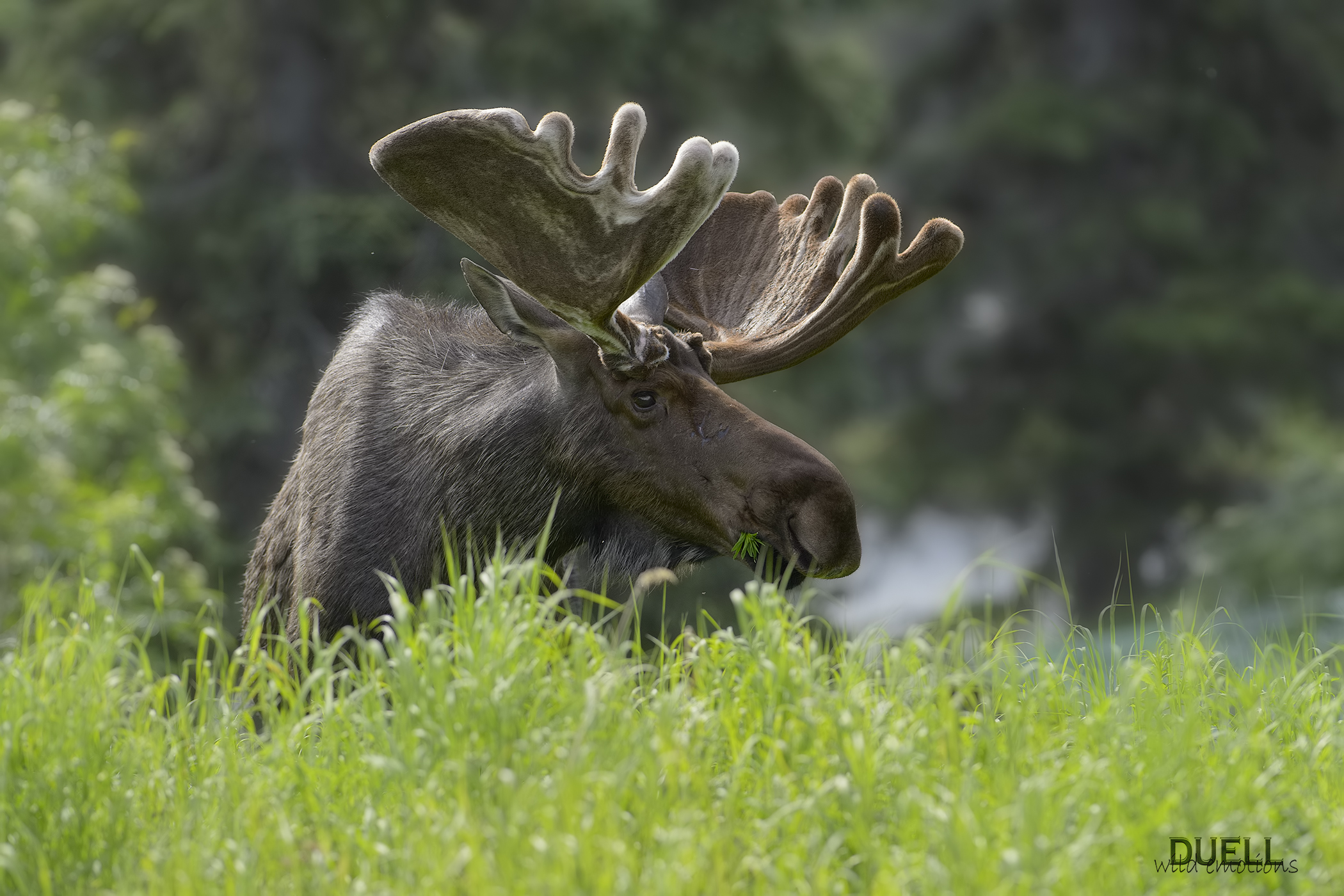 Alaskan big moose