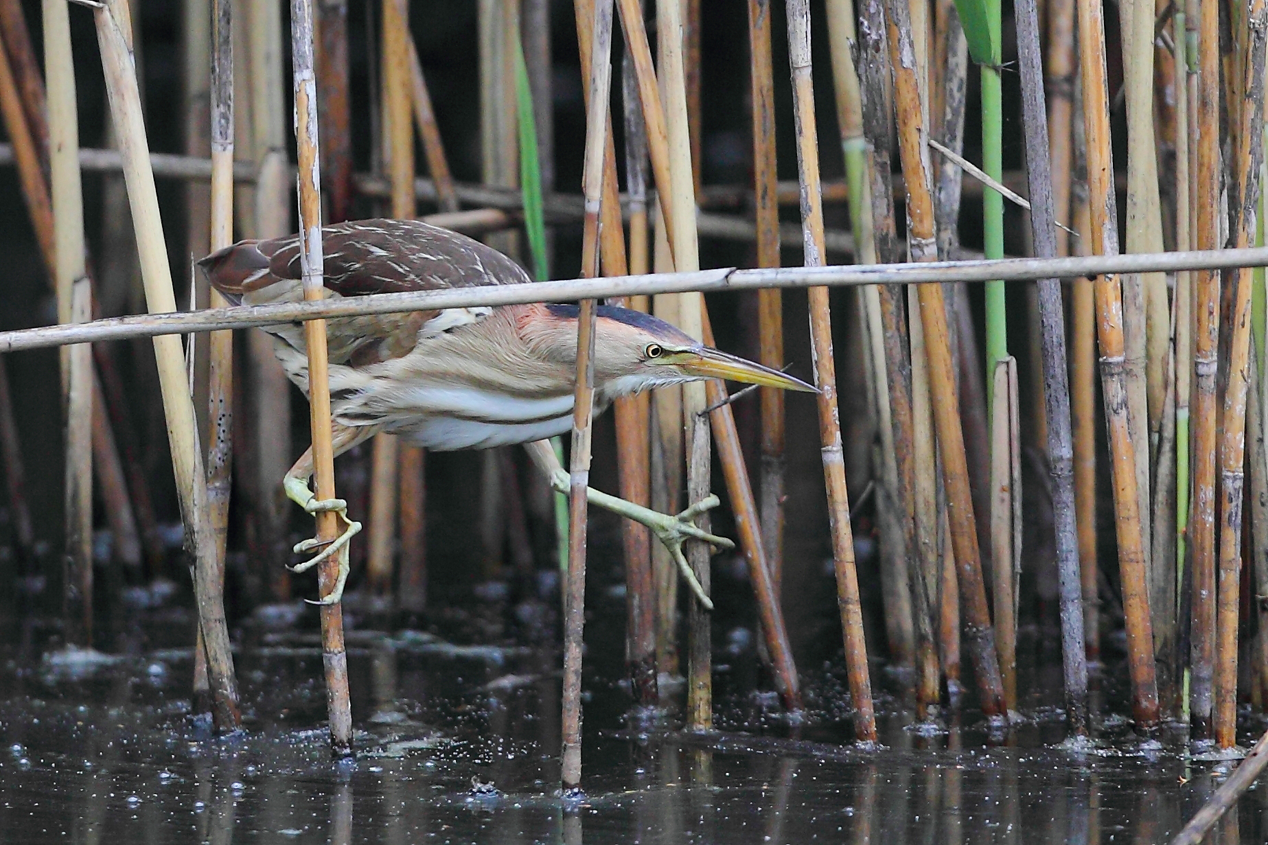 Bittern