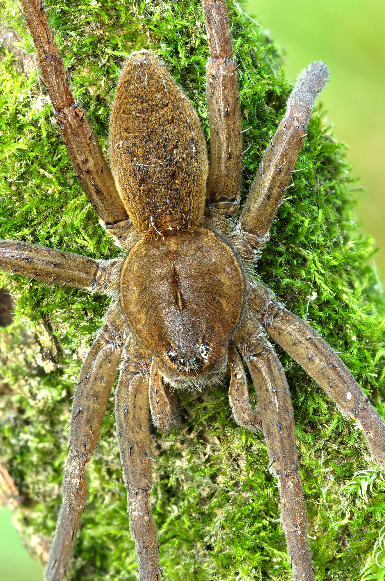 Dolomedes plantarius