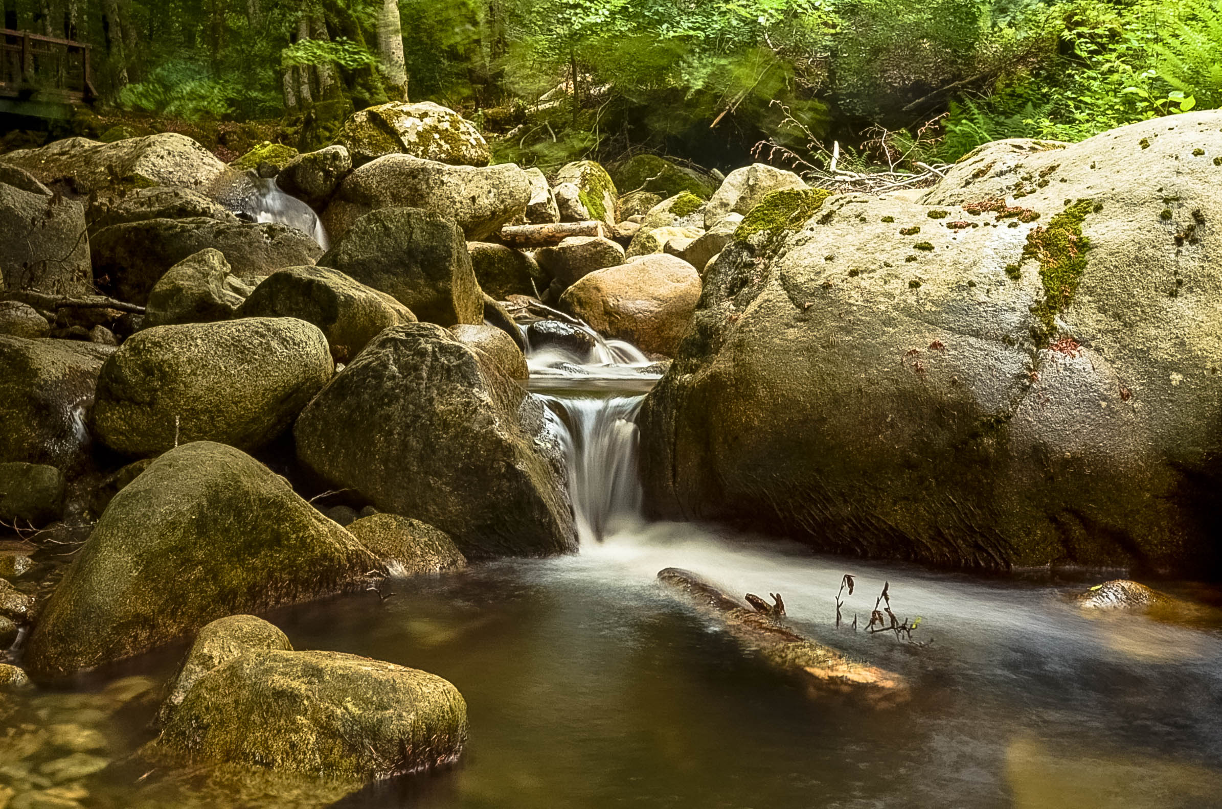 La foresta di Vivizzona in Corsica