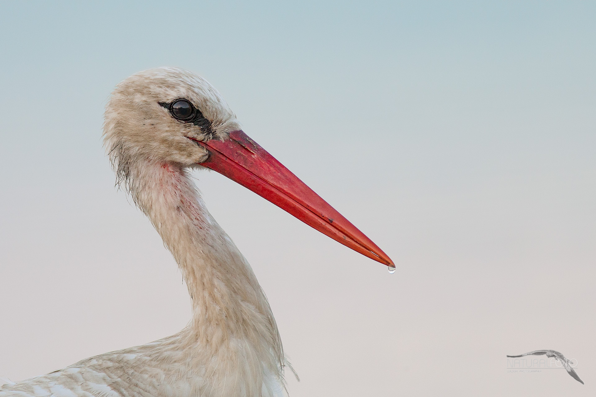 Stork, portrait
