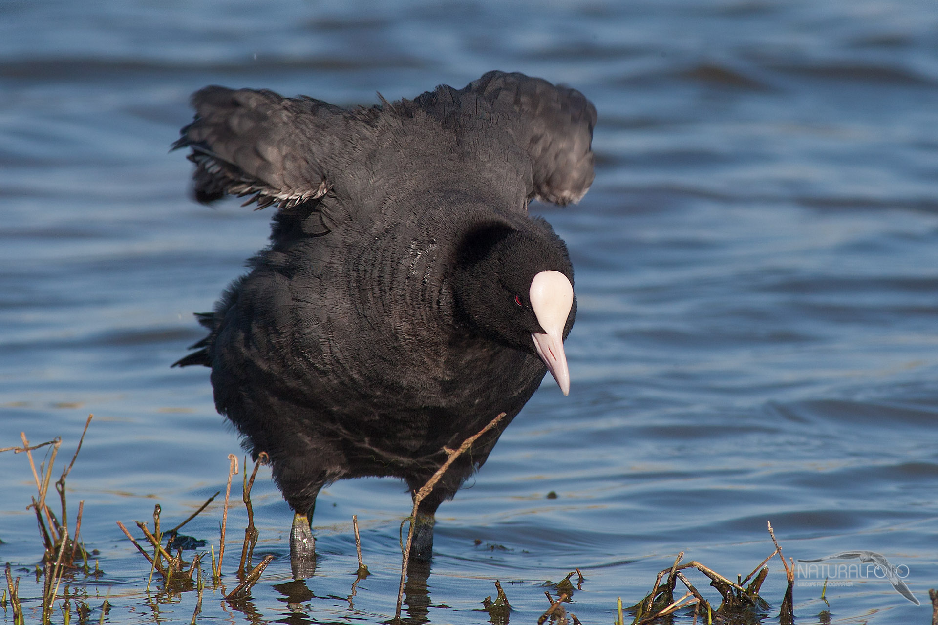 Coot killer