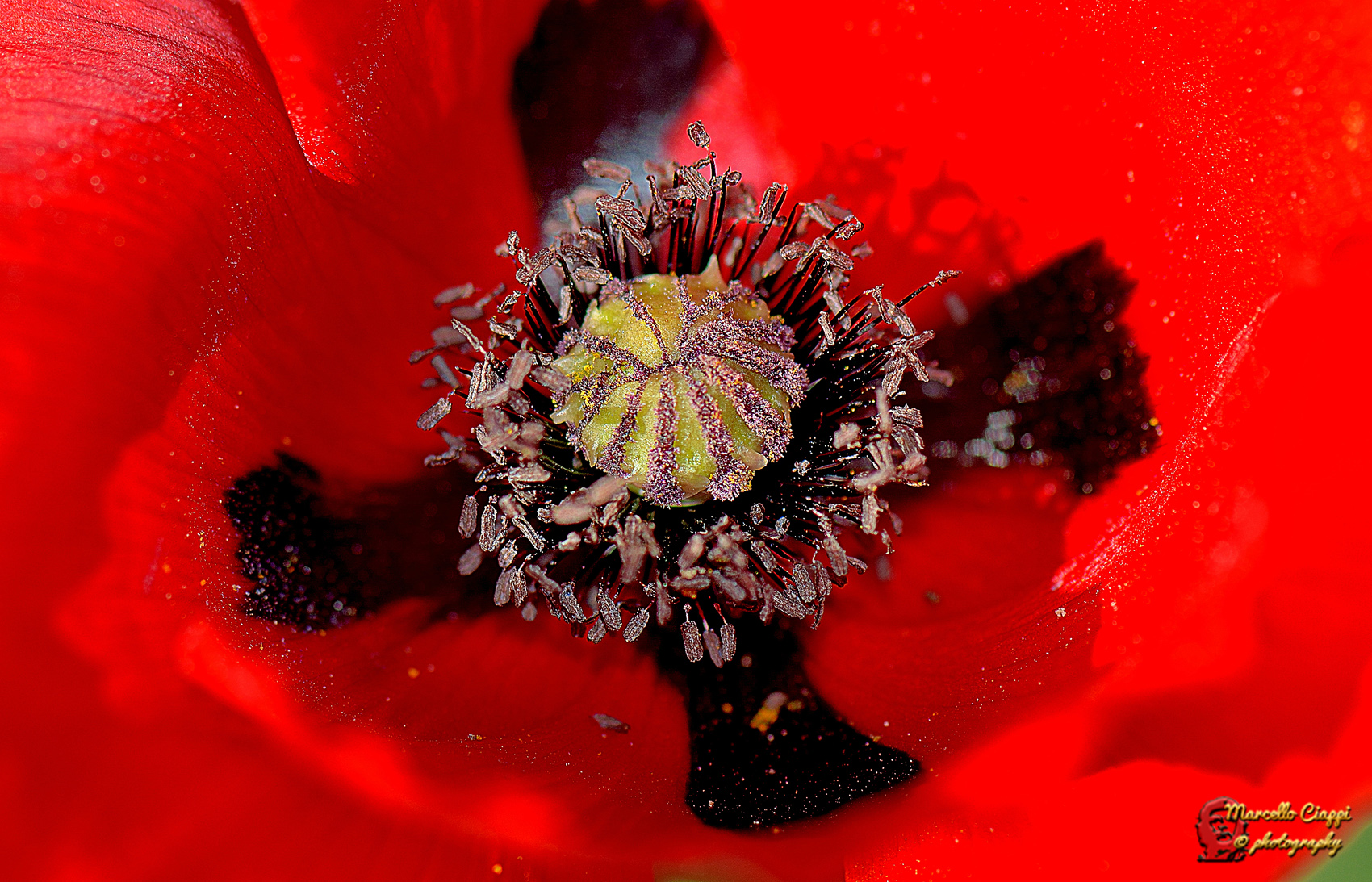 Inside the poppy
