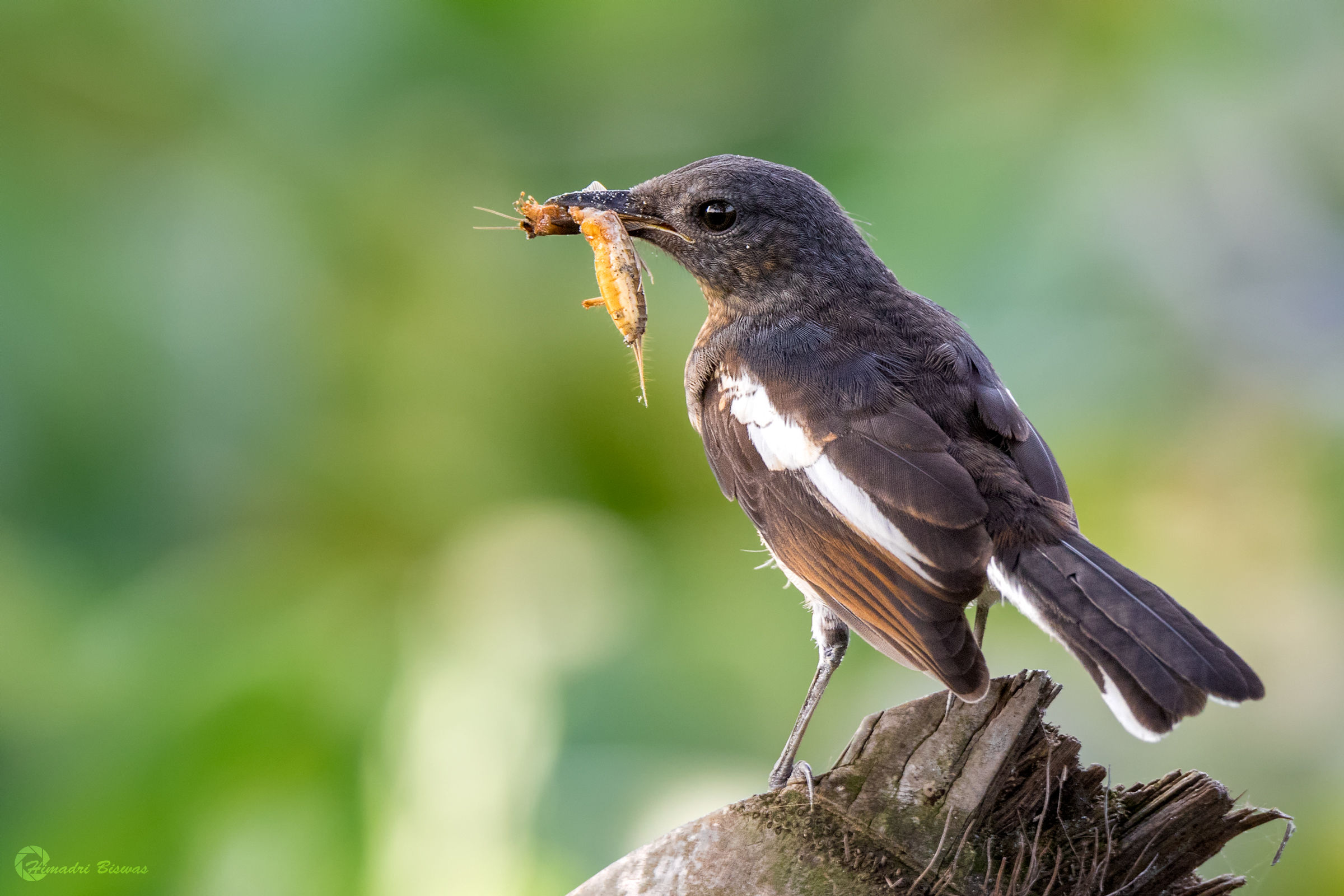 Oriental Magpie Robin