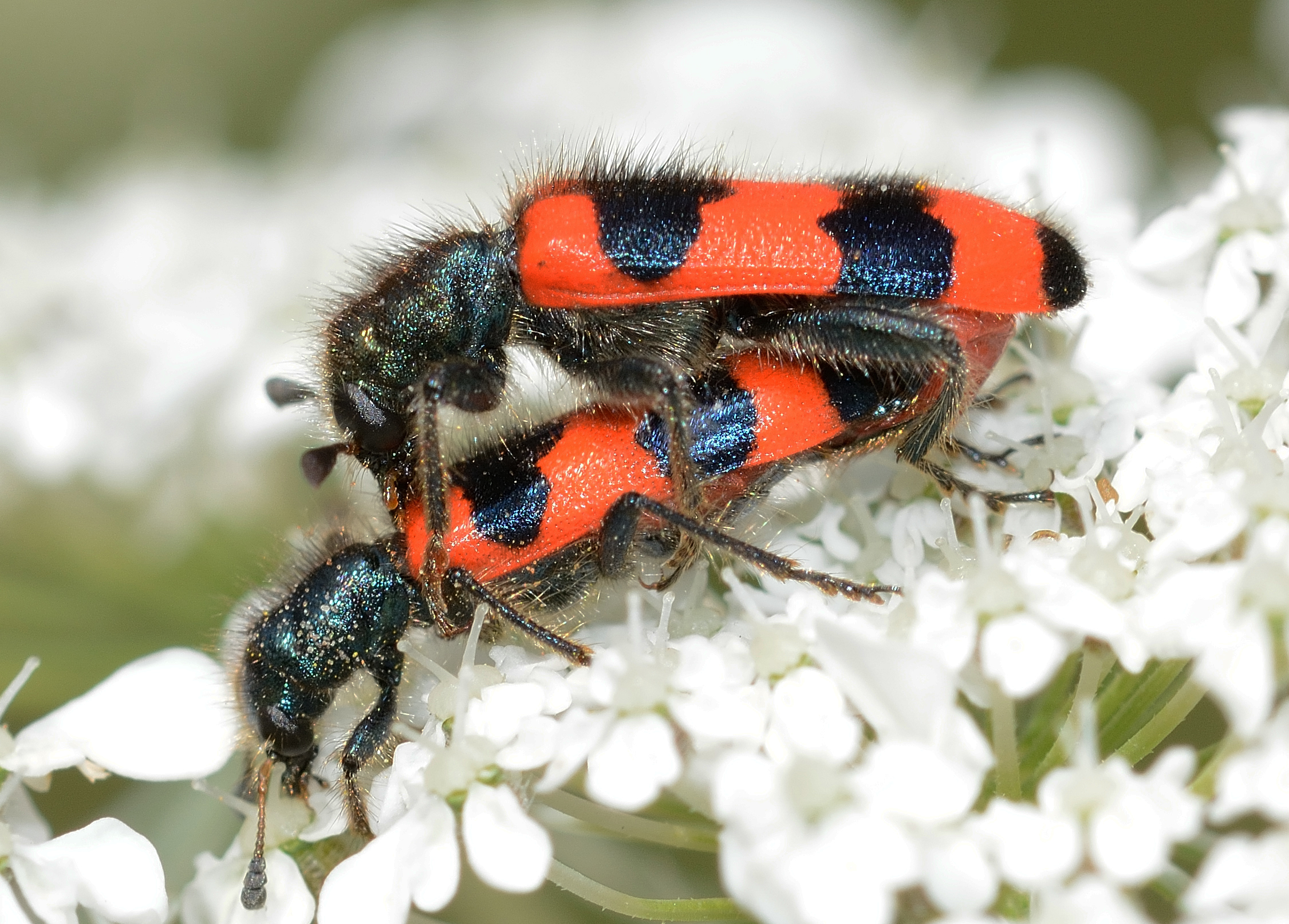 Trichodes apiarius in copula