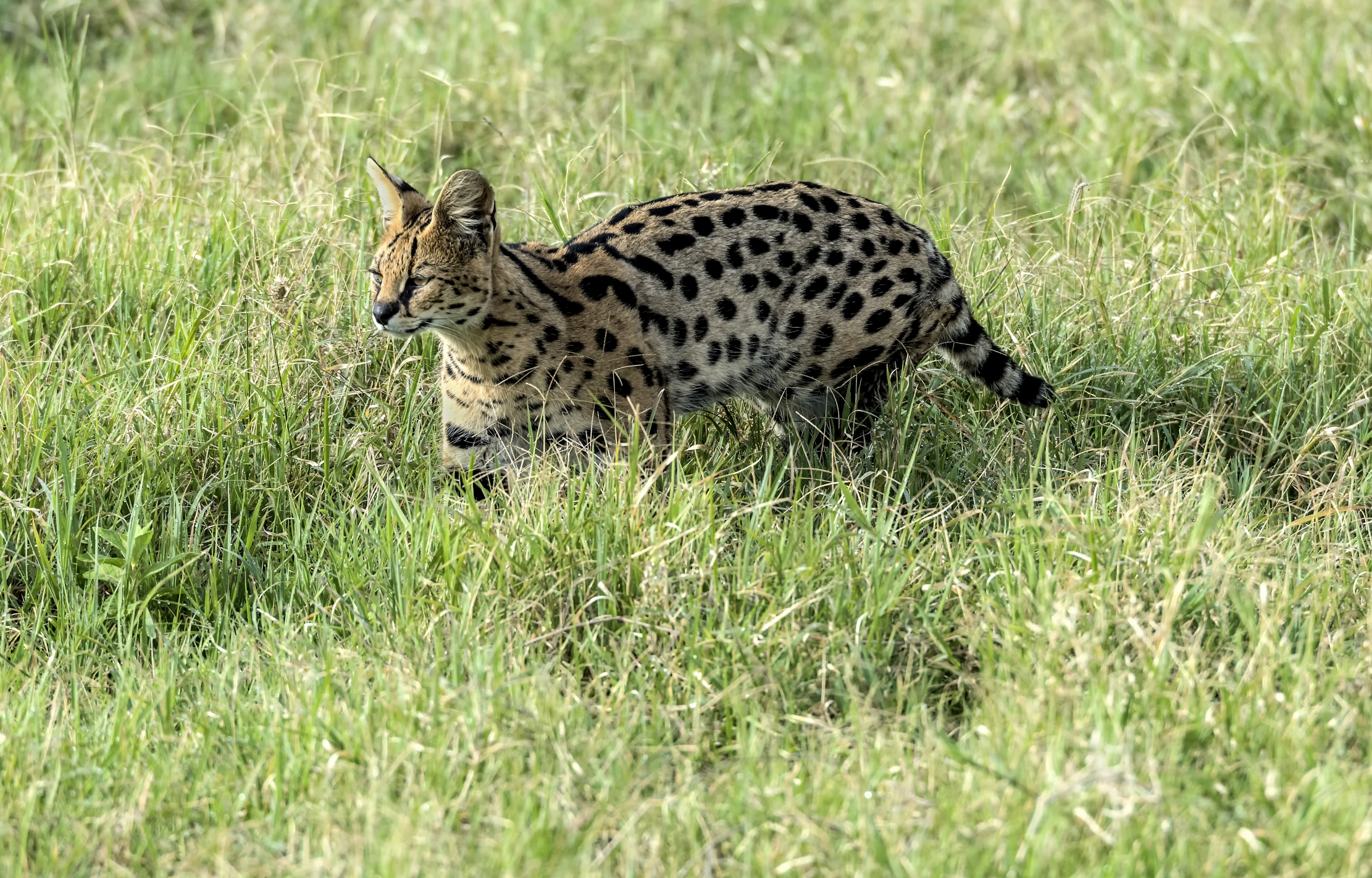 Tanzania 2015 - Serval