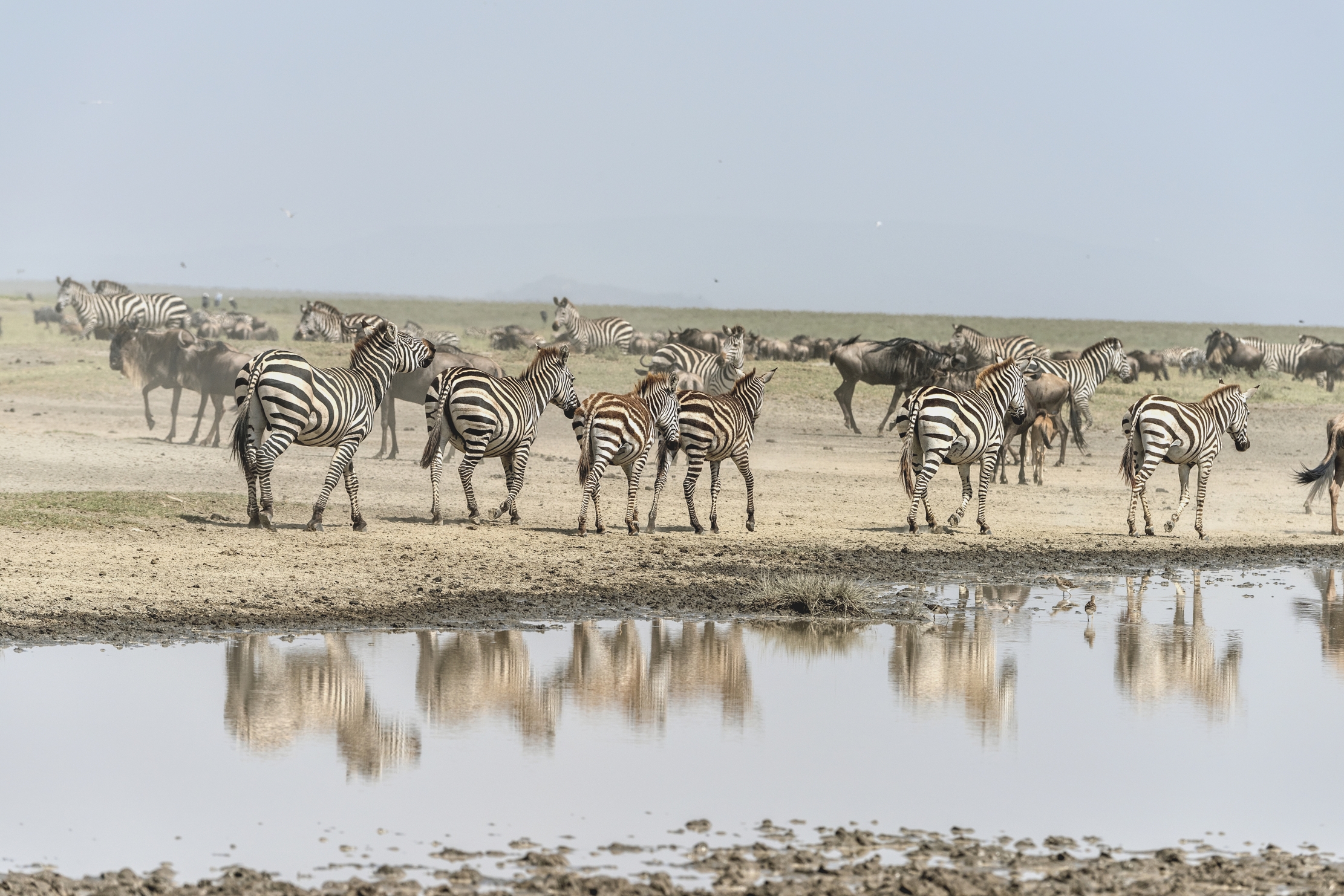 Tanzania 2015 - Migrazione