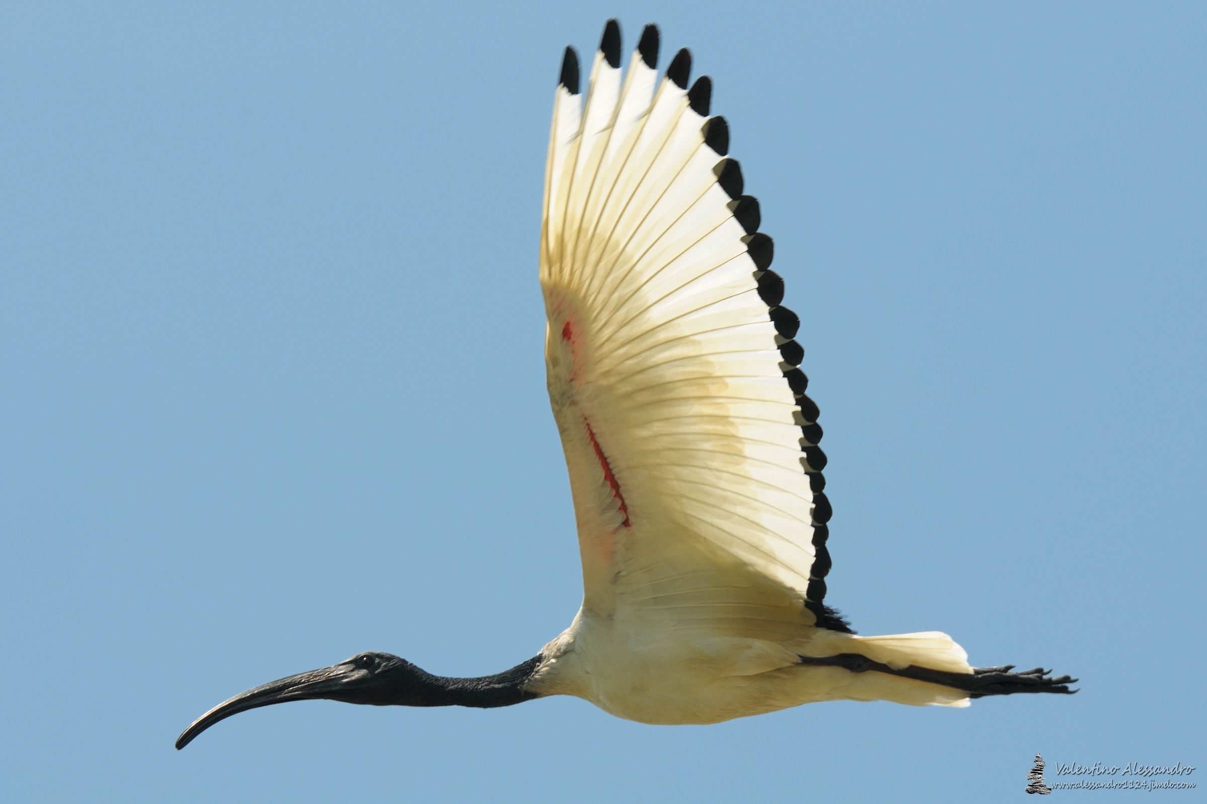 ibis in volo ravvicinato