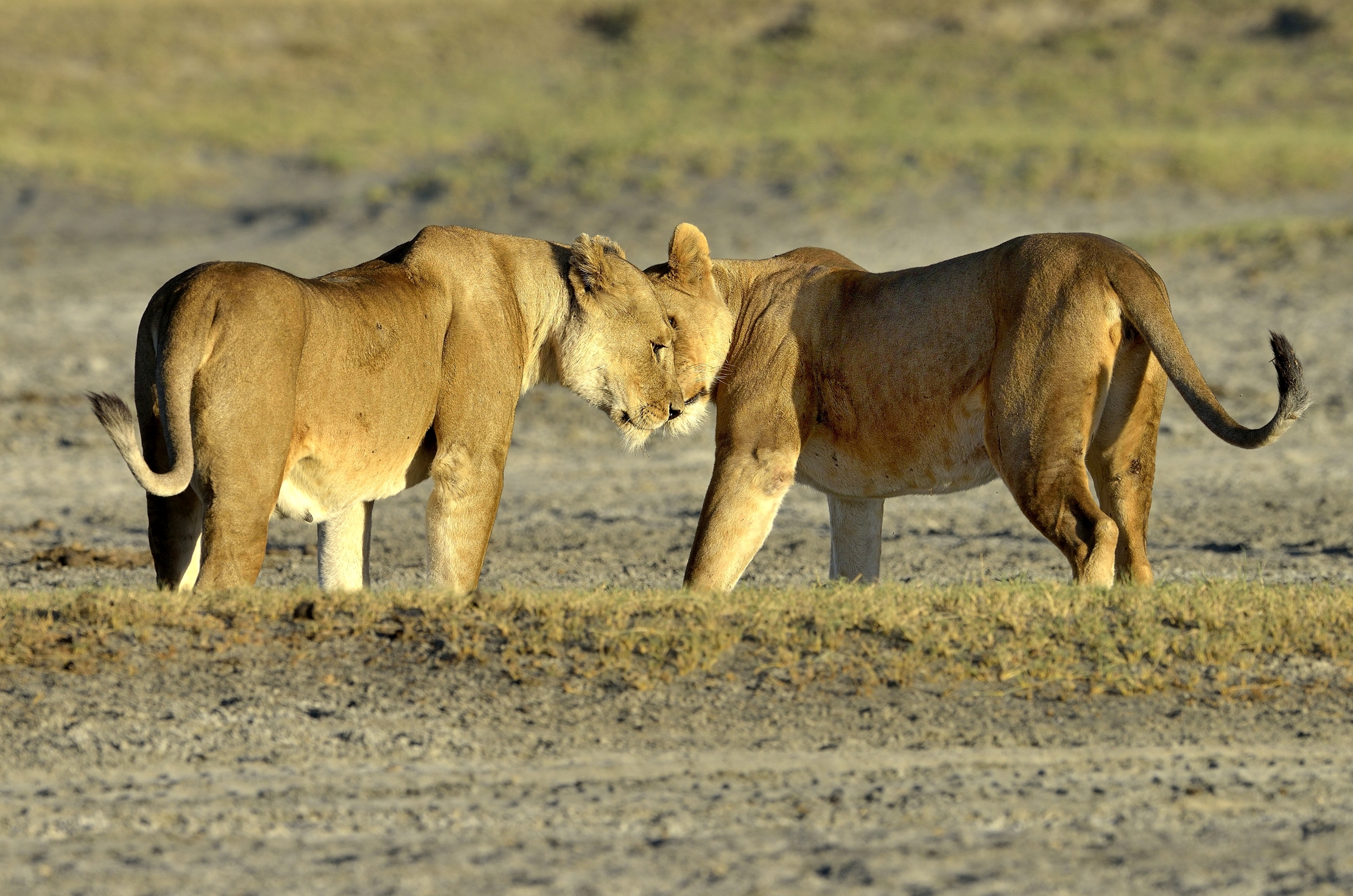 Tanzania 2015 - Meetings