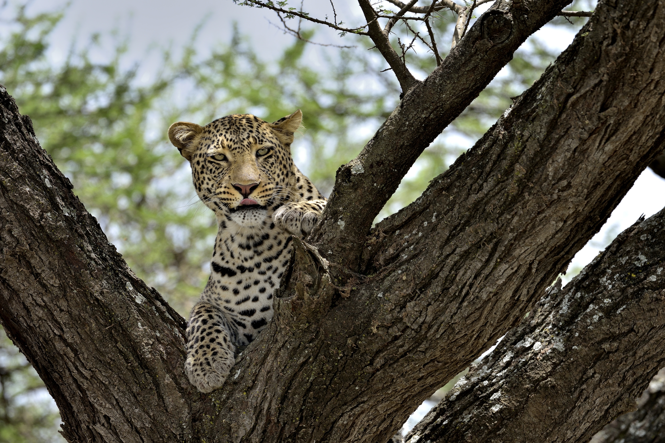 Tanzania 2015 - Linguetta