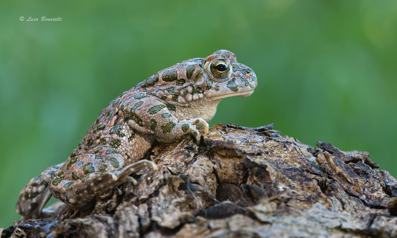 Green Toad