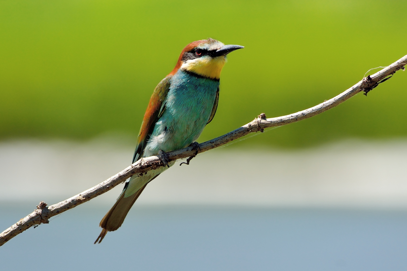 Gruccione (Merops apiaster)