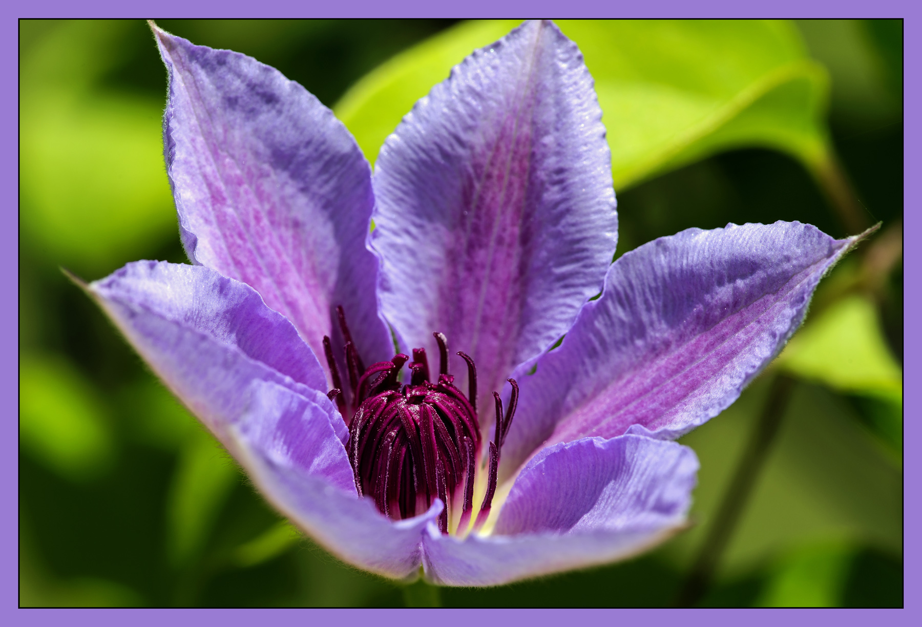 Clematis