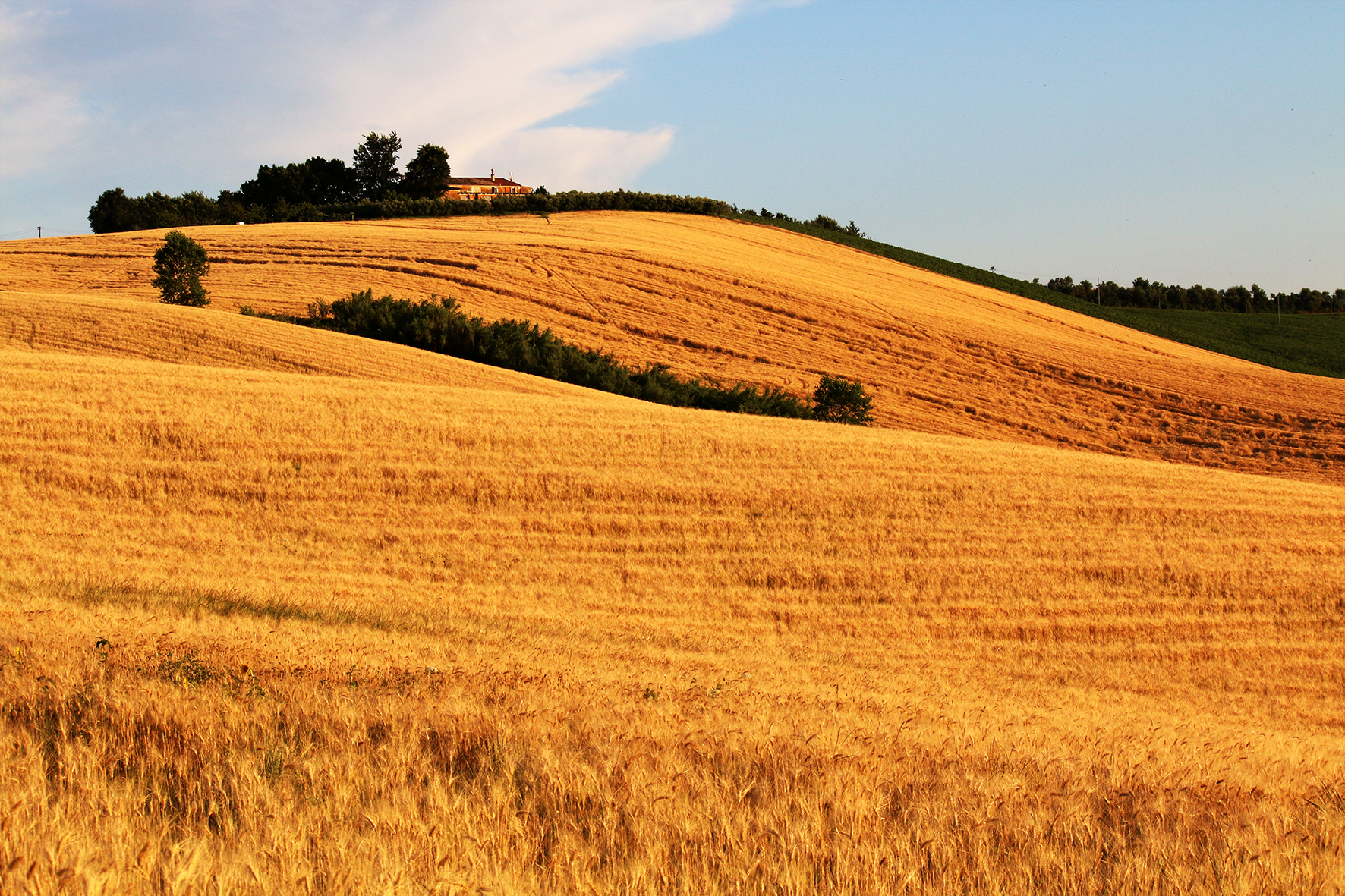 Up there '... among the wheat ...