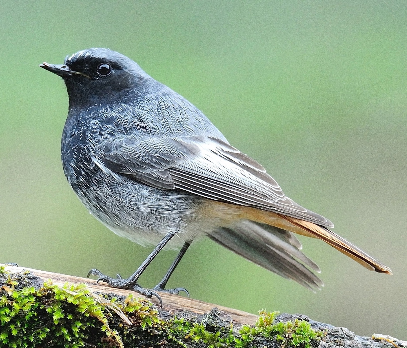 Black redstart
