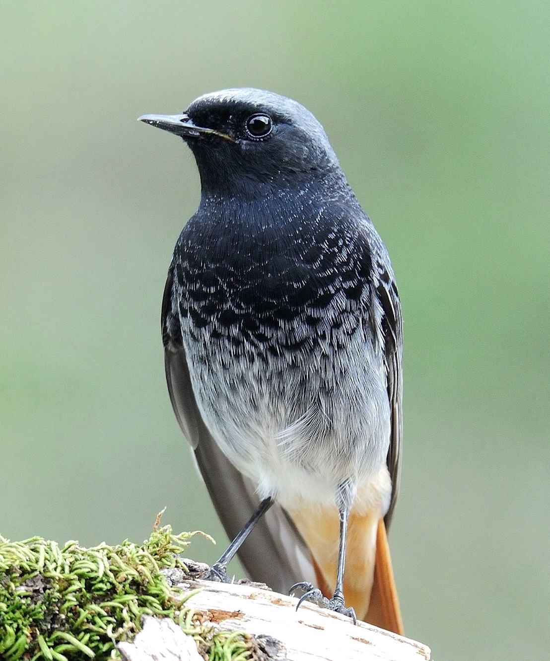 Black redstart