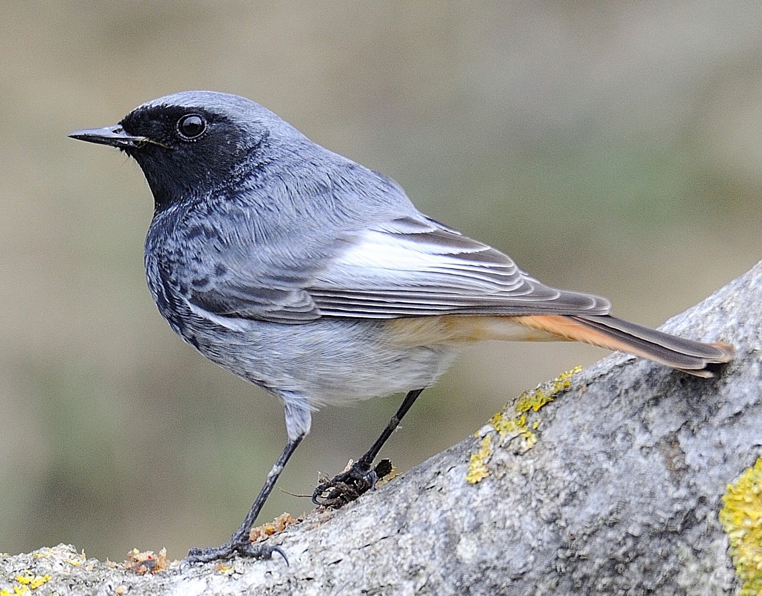 Black redstart