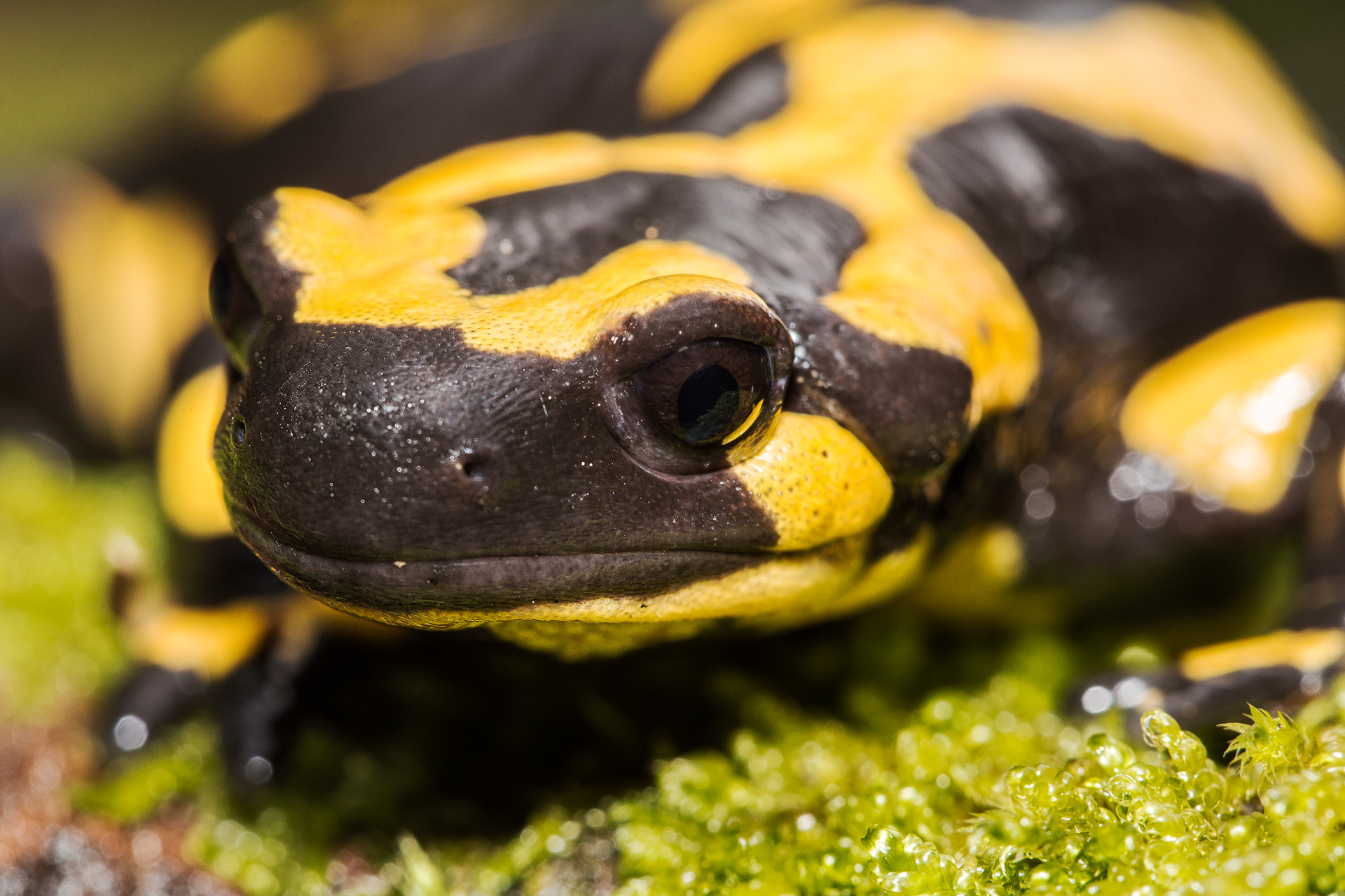 Salamander portrait