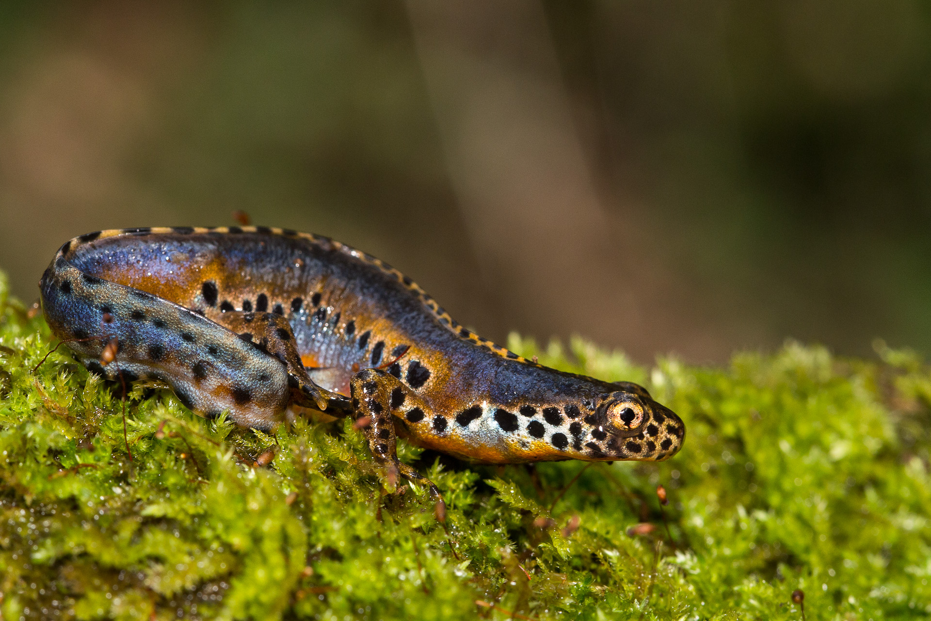 Alpine newt